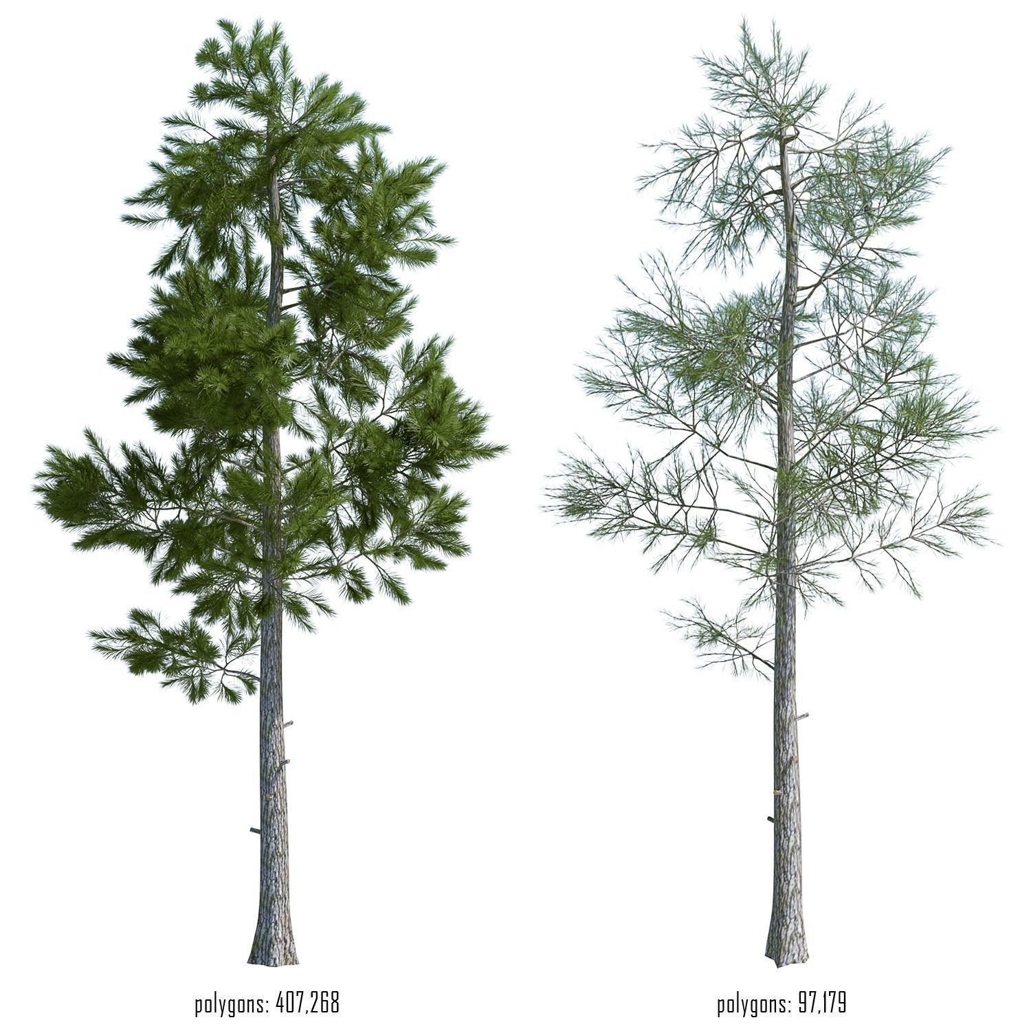 Pine tree pine 3D | CGTrader