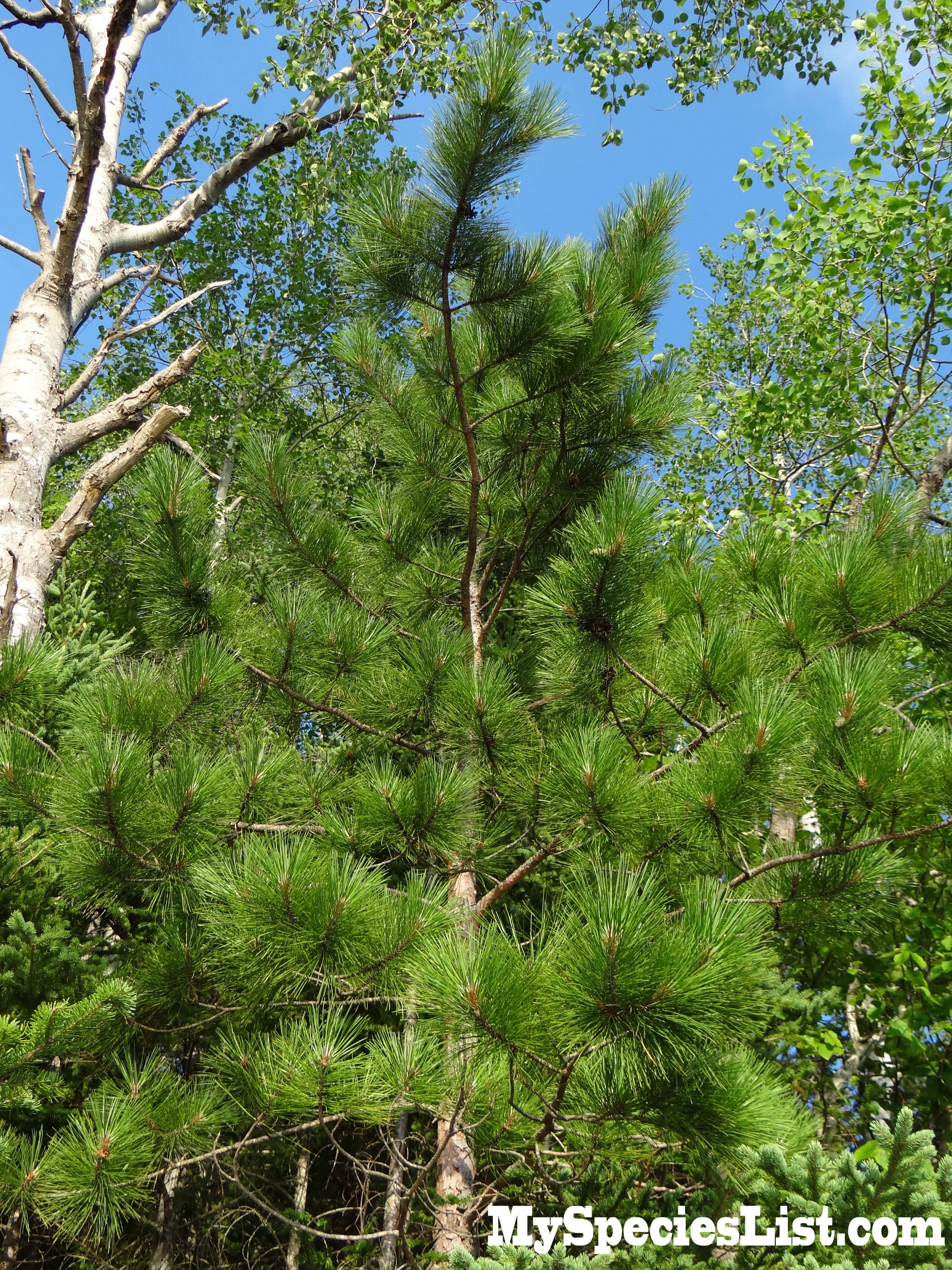 Red Pine Identiciation and Characteristics