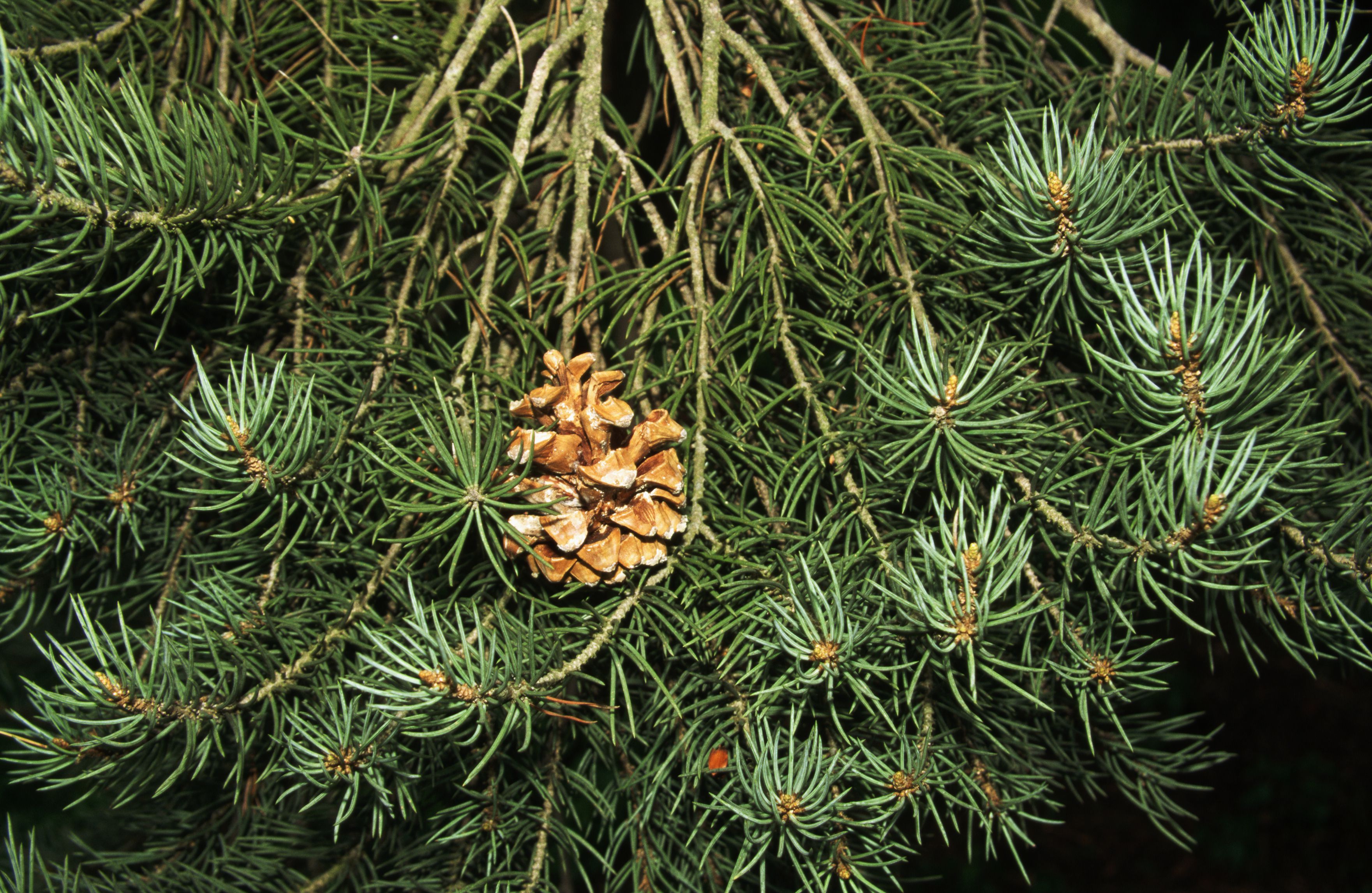 40 Pine Trees From Around the World