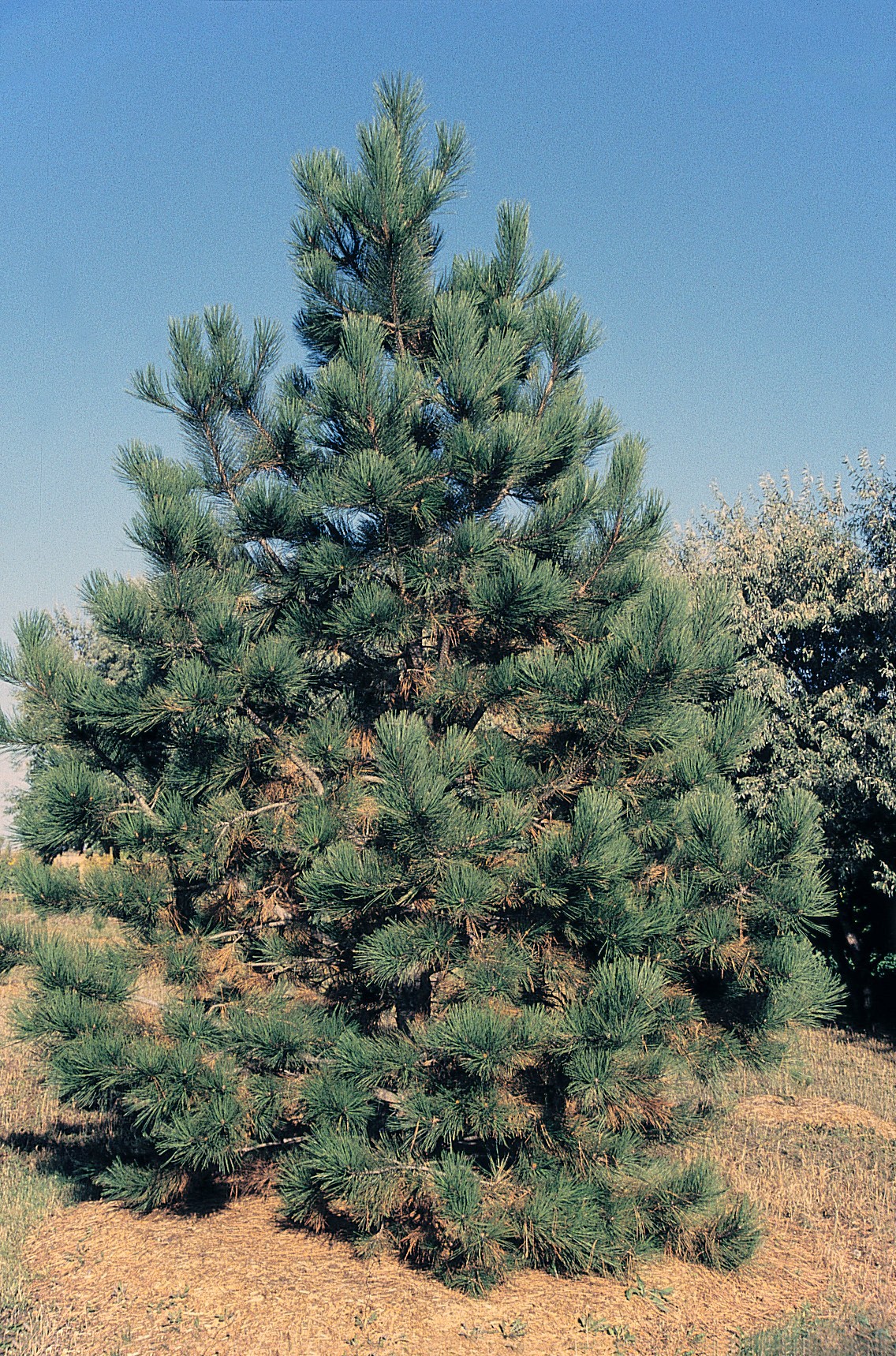 Pine photo