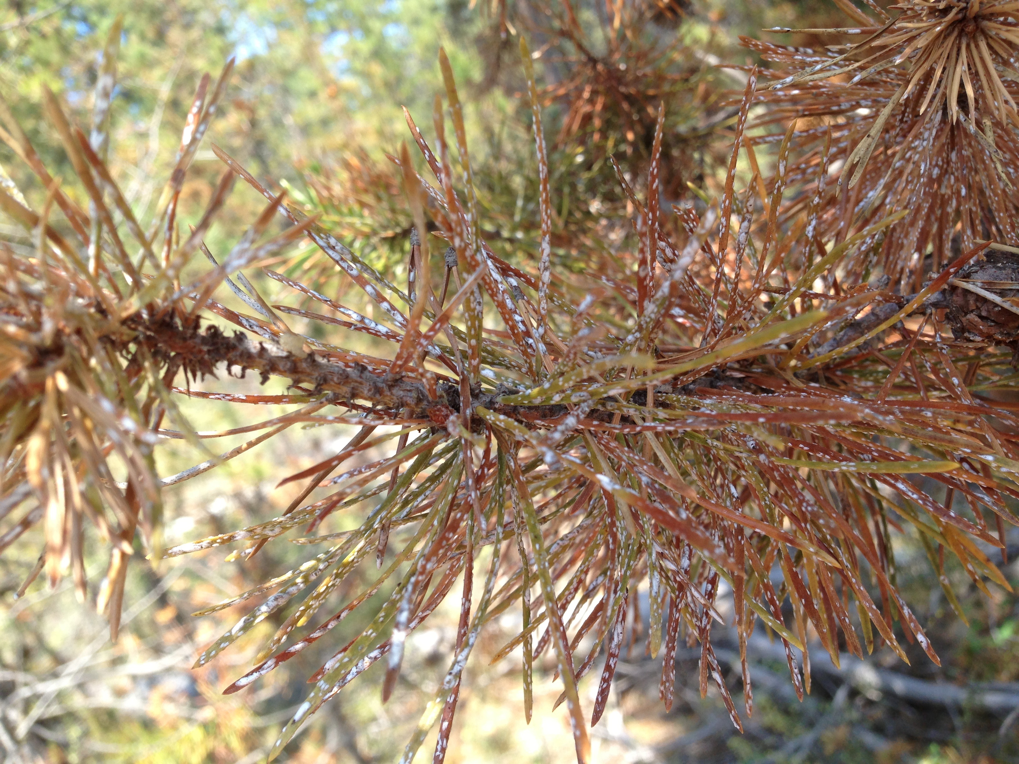 Pine trees dying? - Ask an Expert