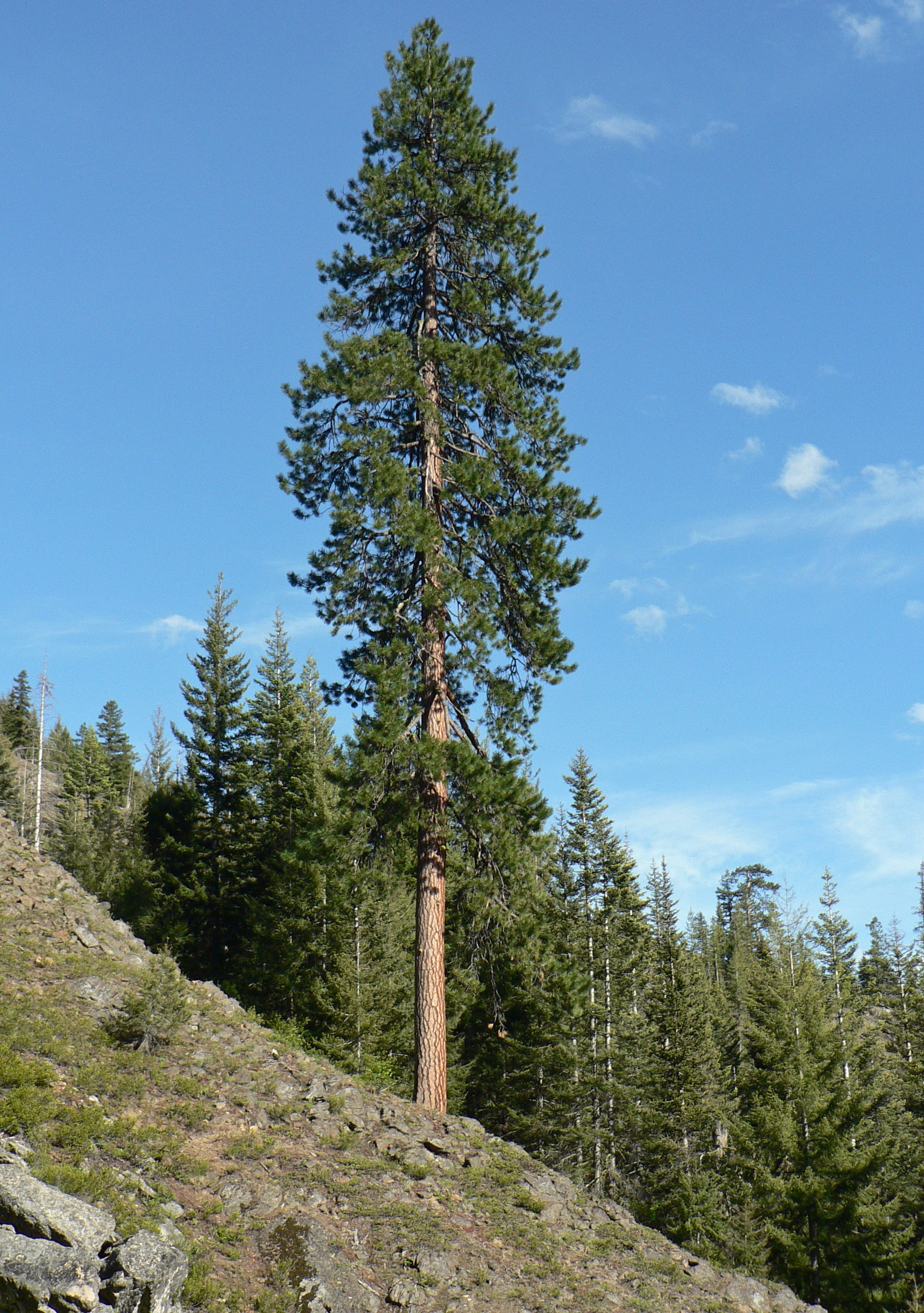 Pinus ponderosa - Wikipedia