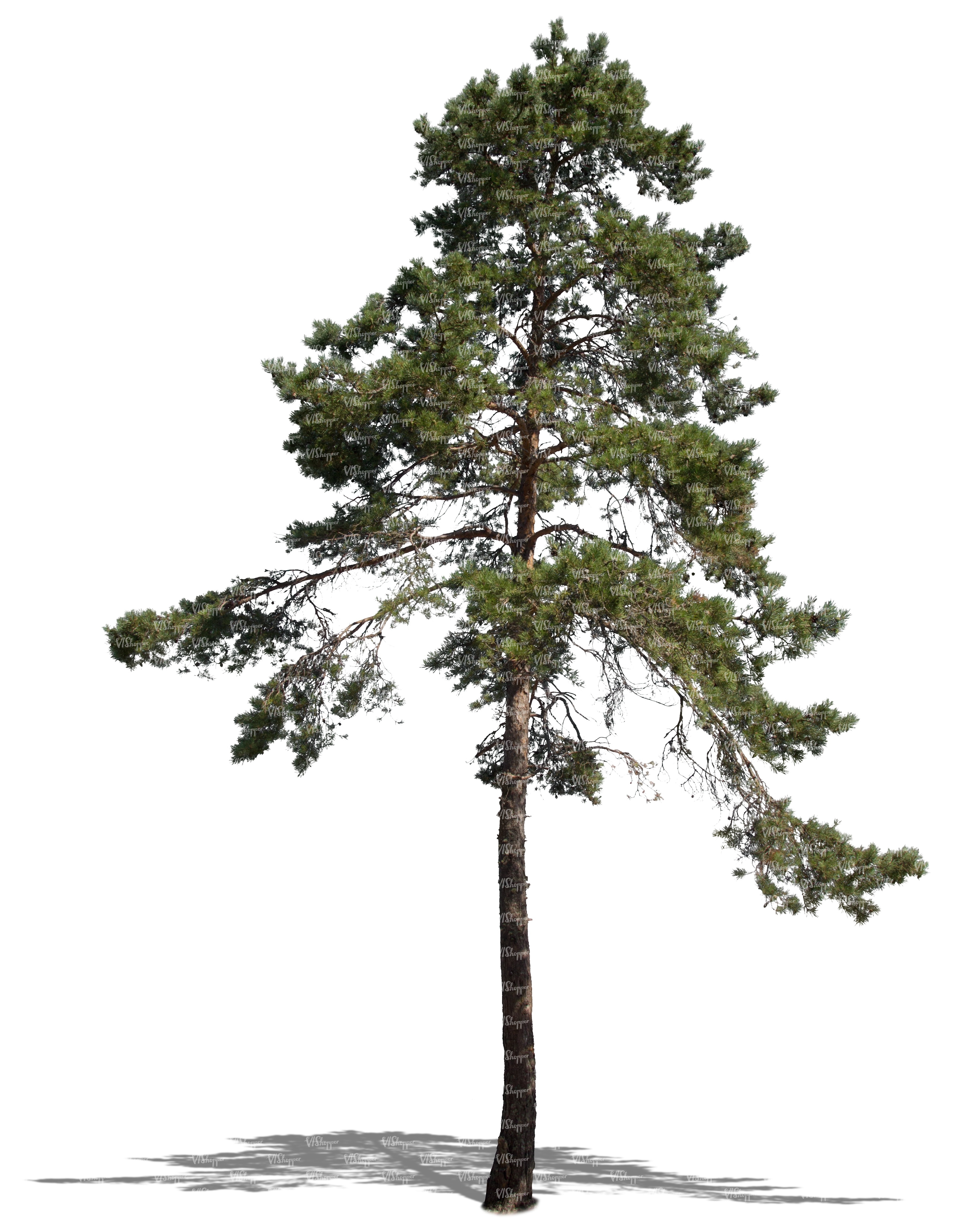 Tall pine tree photo