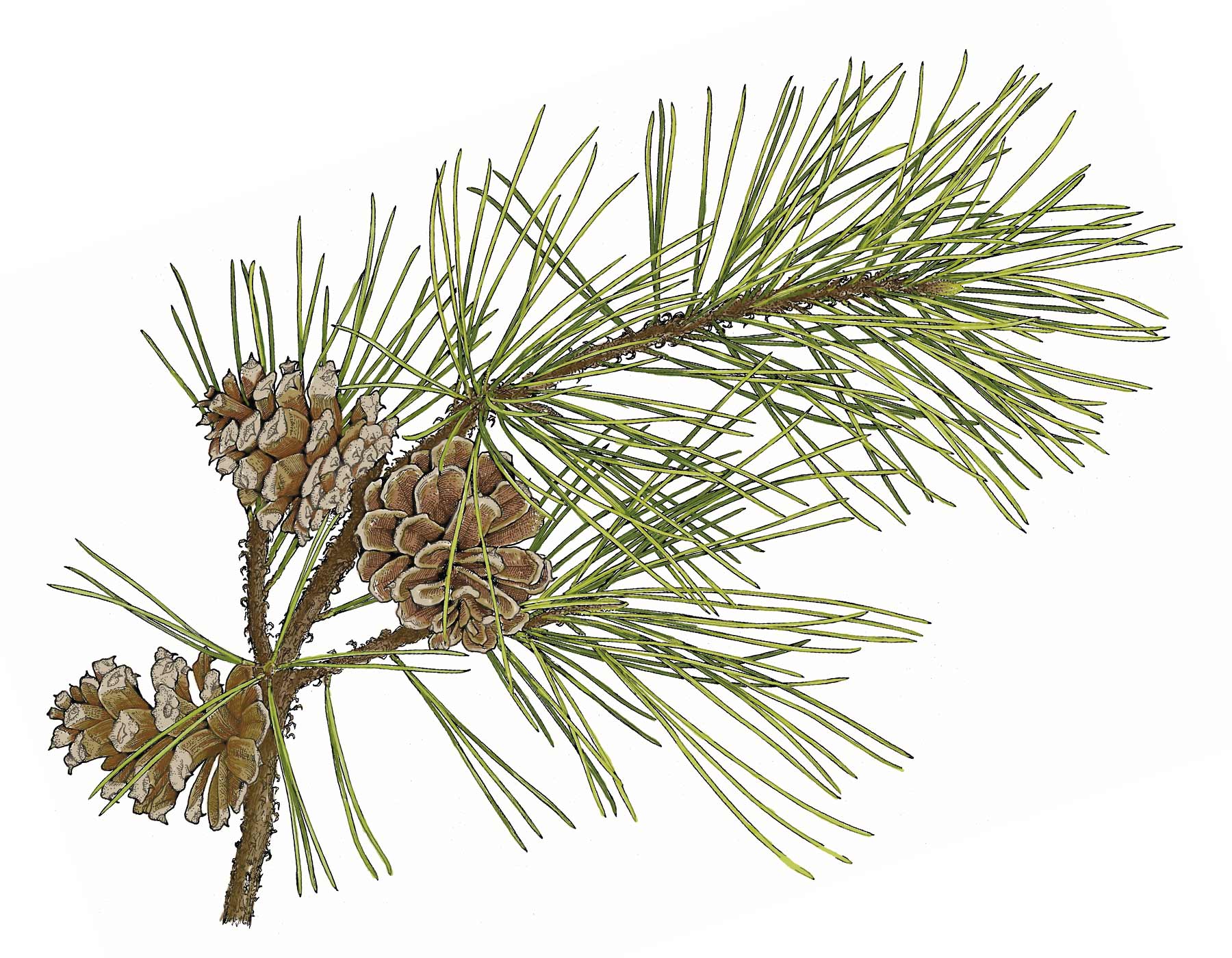 Shortleaf Pine | MDC Discover Nature