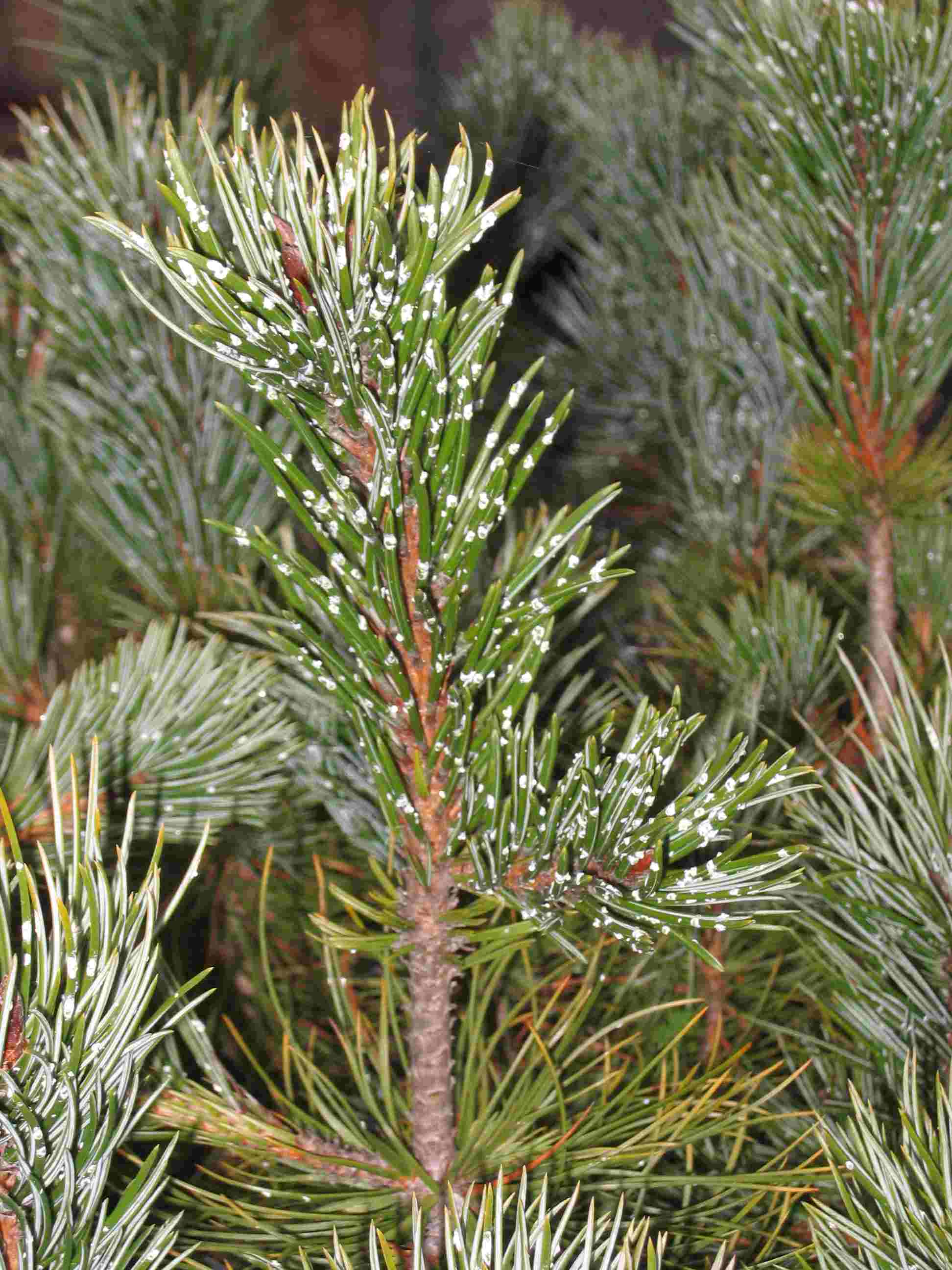 Characterictics of High Elevation White Pines
