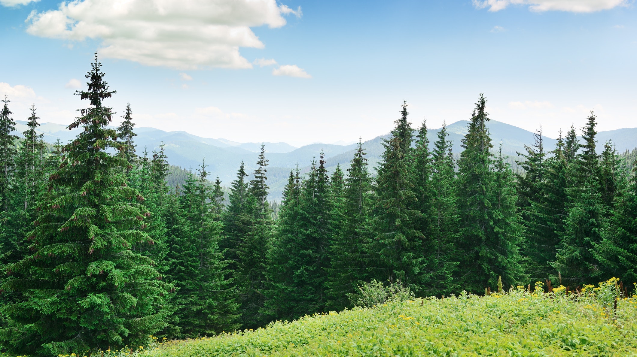 7 surprising health benefits of pine bark | BT