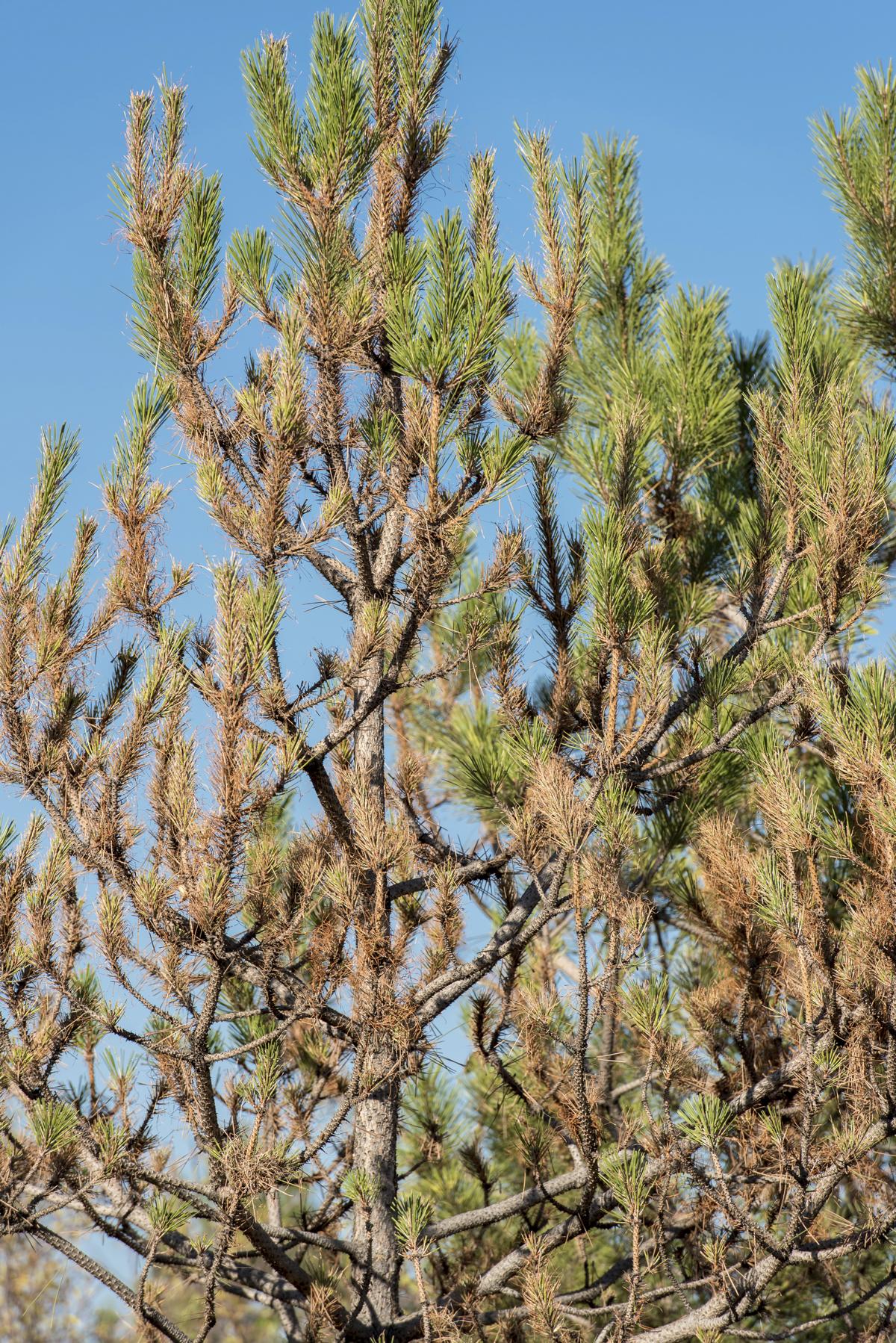 What Causes Pine Trees to Turn Brown