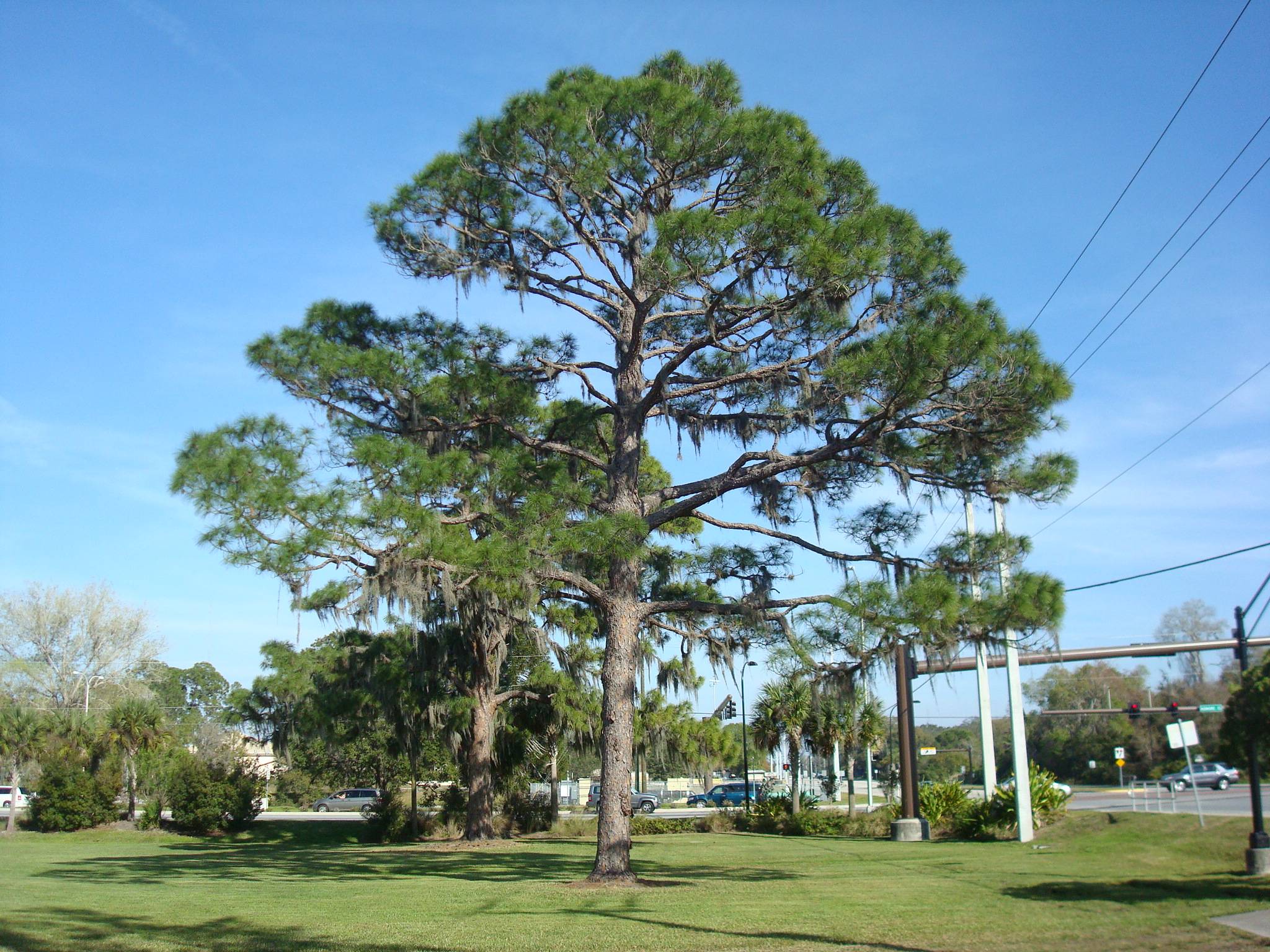 South Florida Slash Pine for Sale - Wilcox Nursery