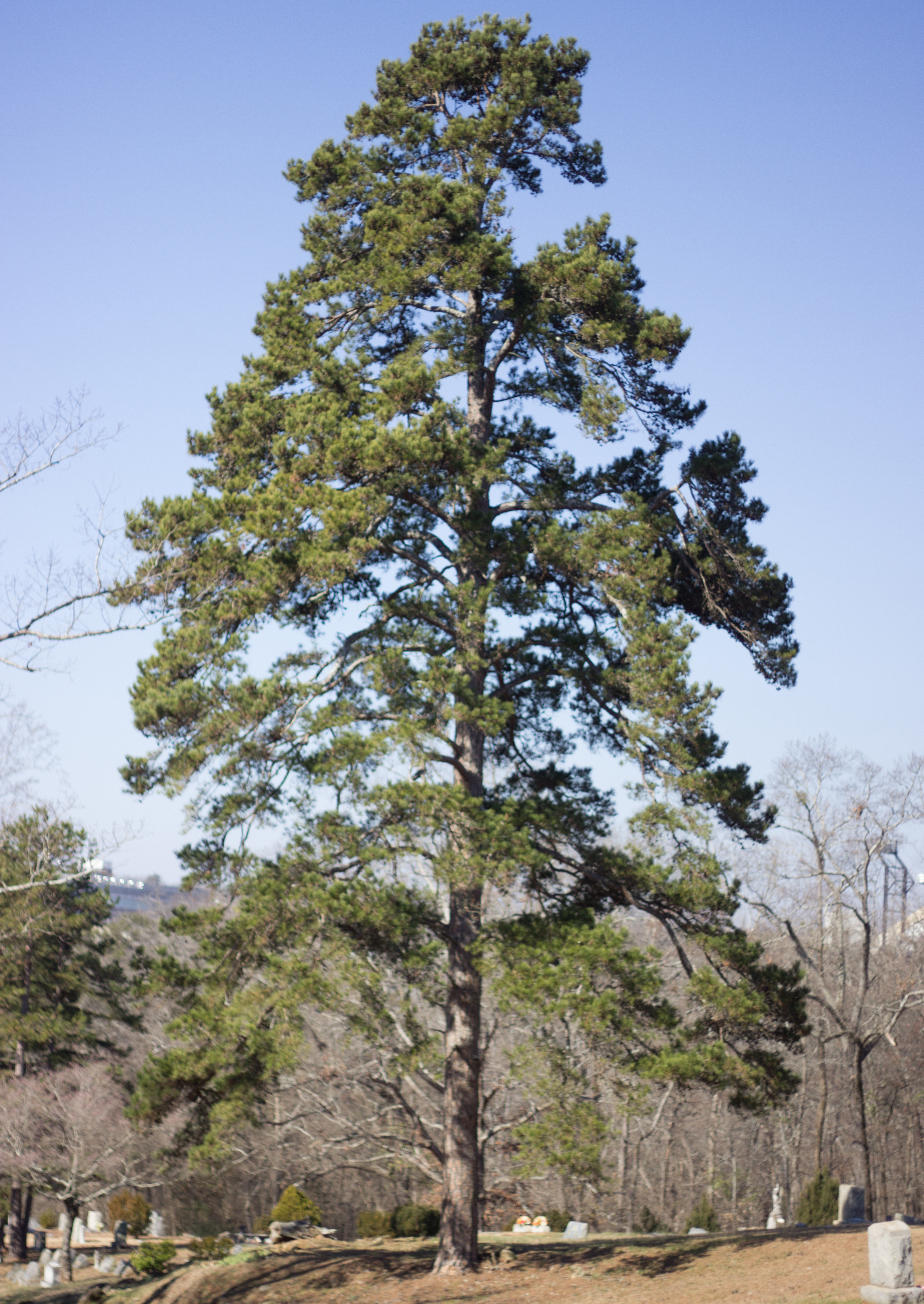 Silvics of Shortleaf Pine — The Shortleaf Pine Initiative