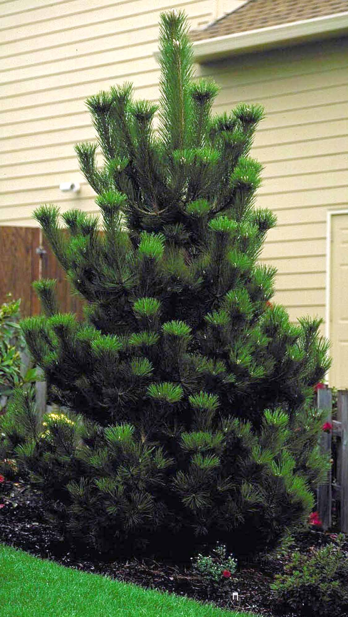 Austrian Pine - Monrovia - Austrian Pine