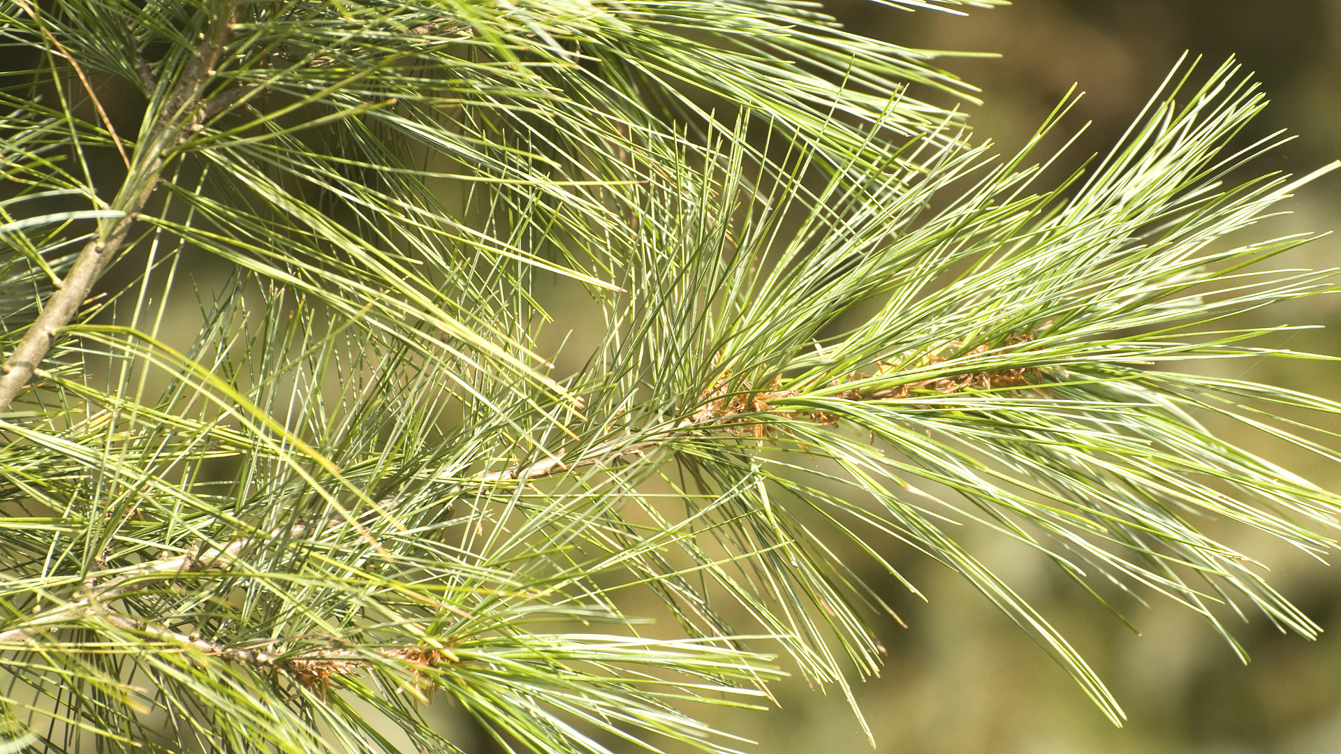 Eastern White Pine: Monarch of the Forest