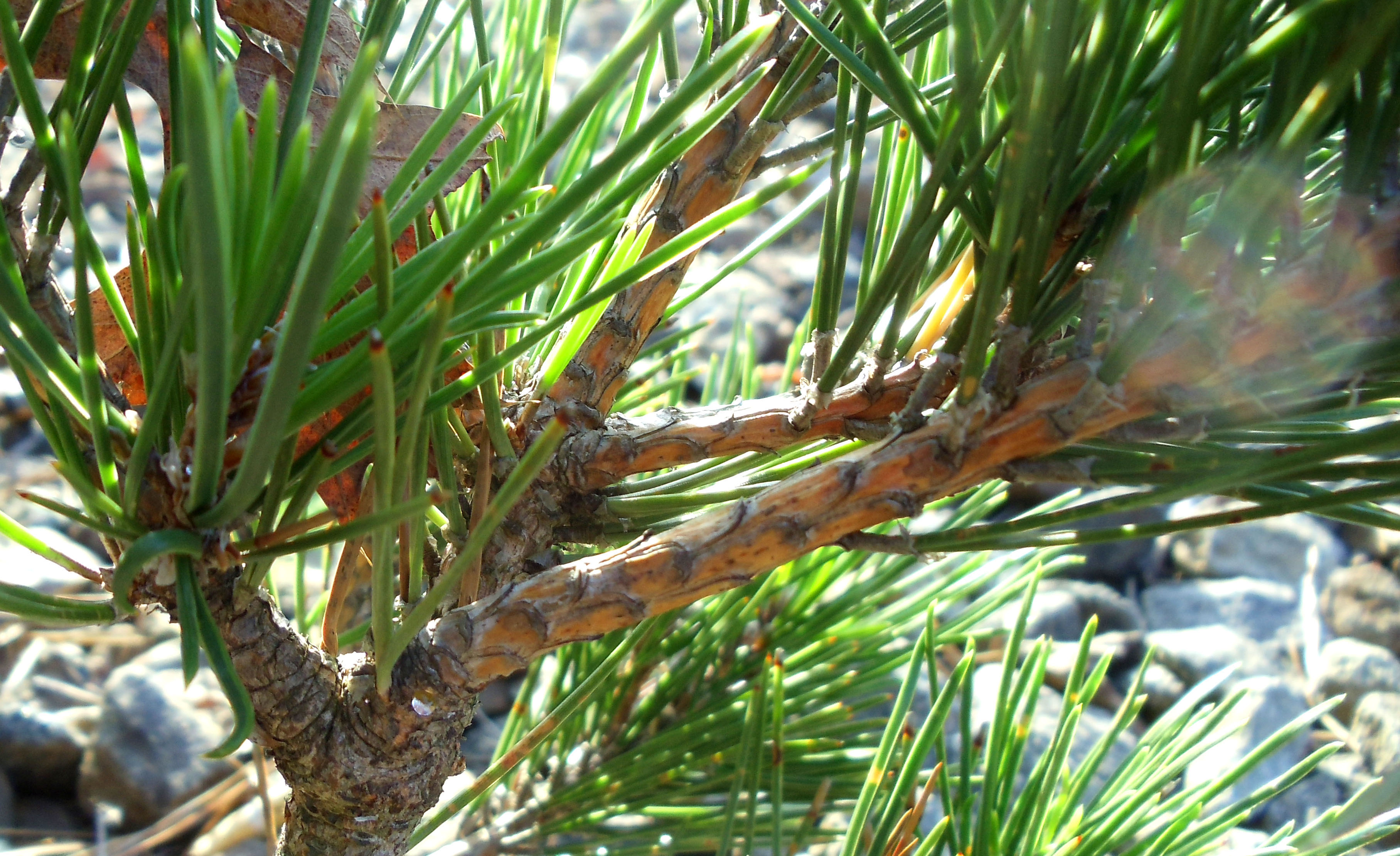 Kid Friendly, Austrian Pine, Needles to Nuts! | Forageporage's Blog