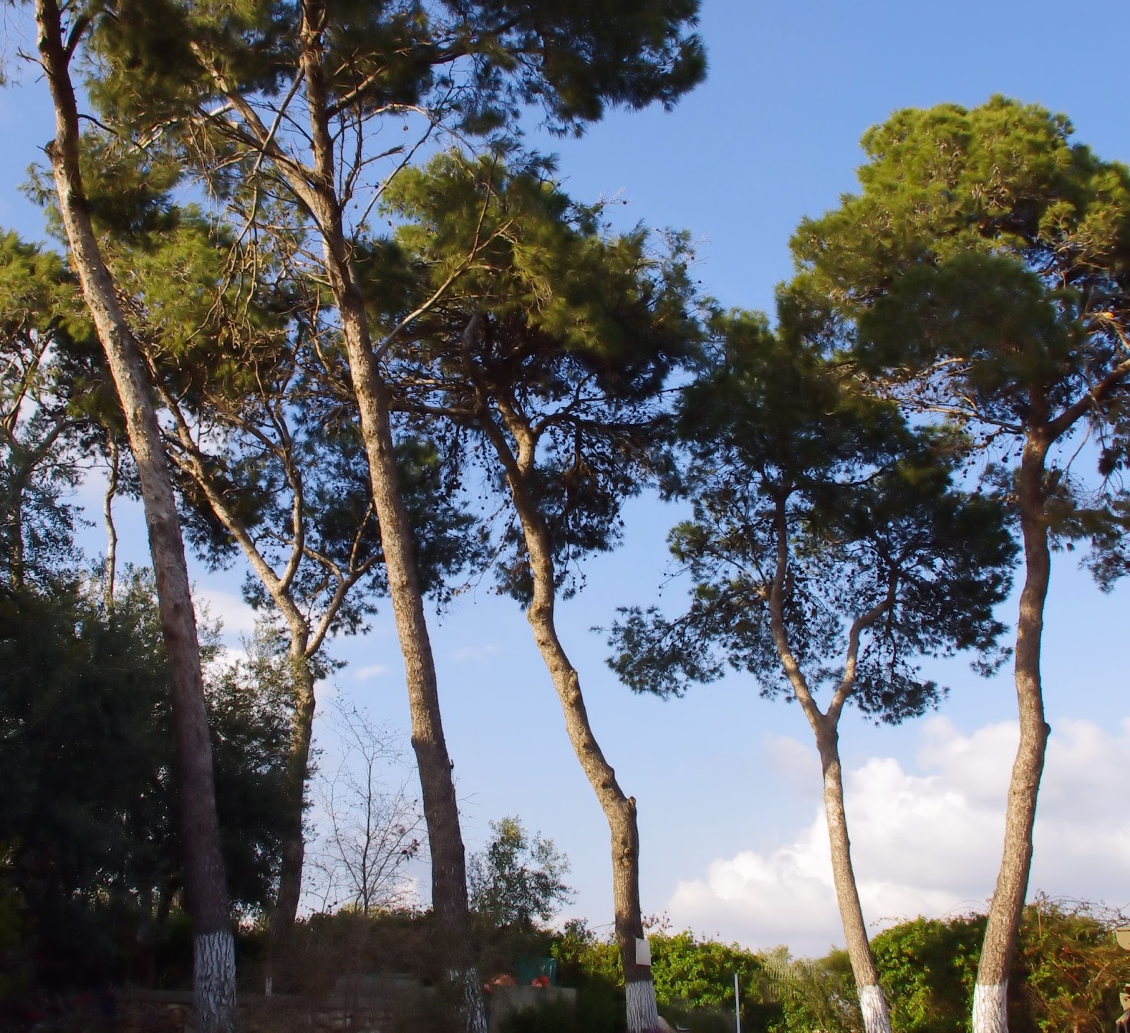 A letter from Israel: The Jerusalem Pine of Israel - a hate/love story