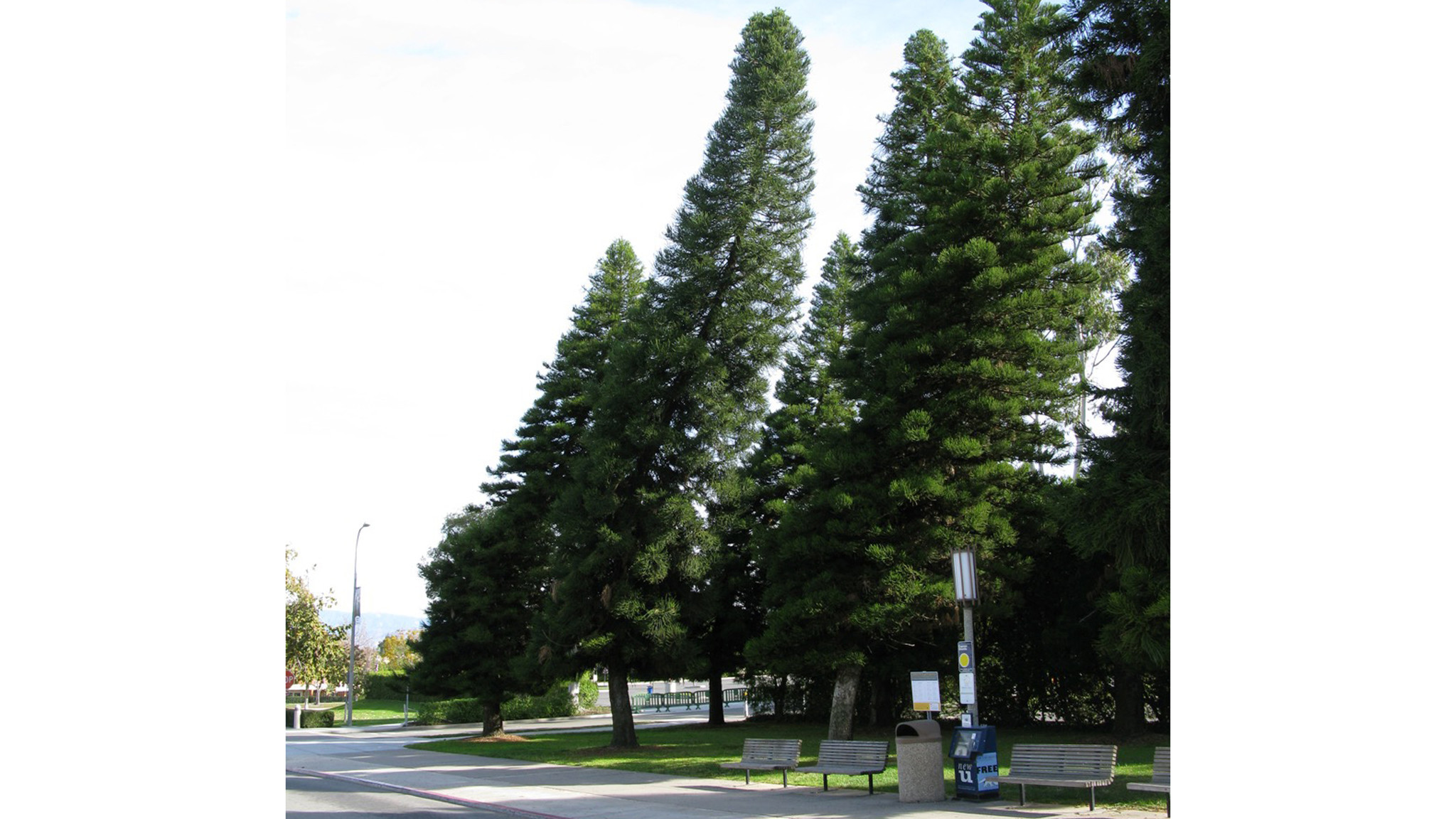 Lāna‘i’s Cook Island Pine Trees
