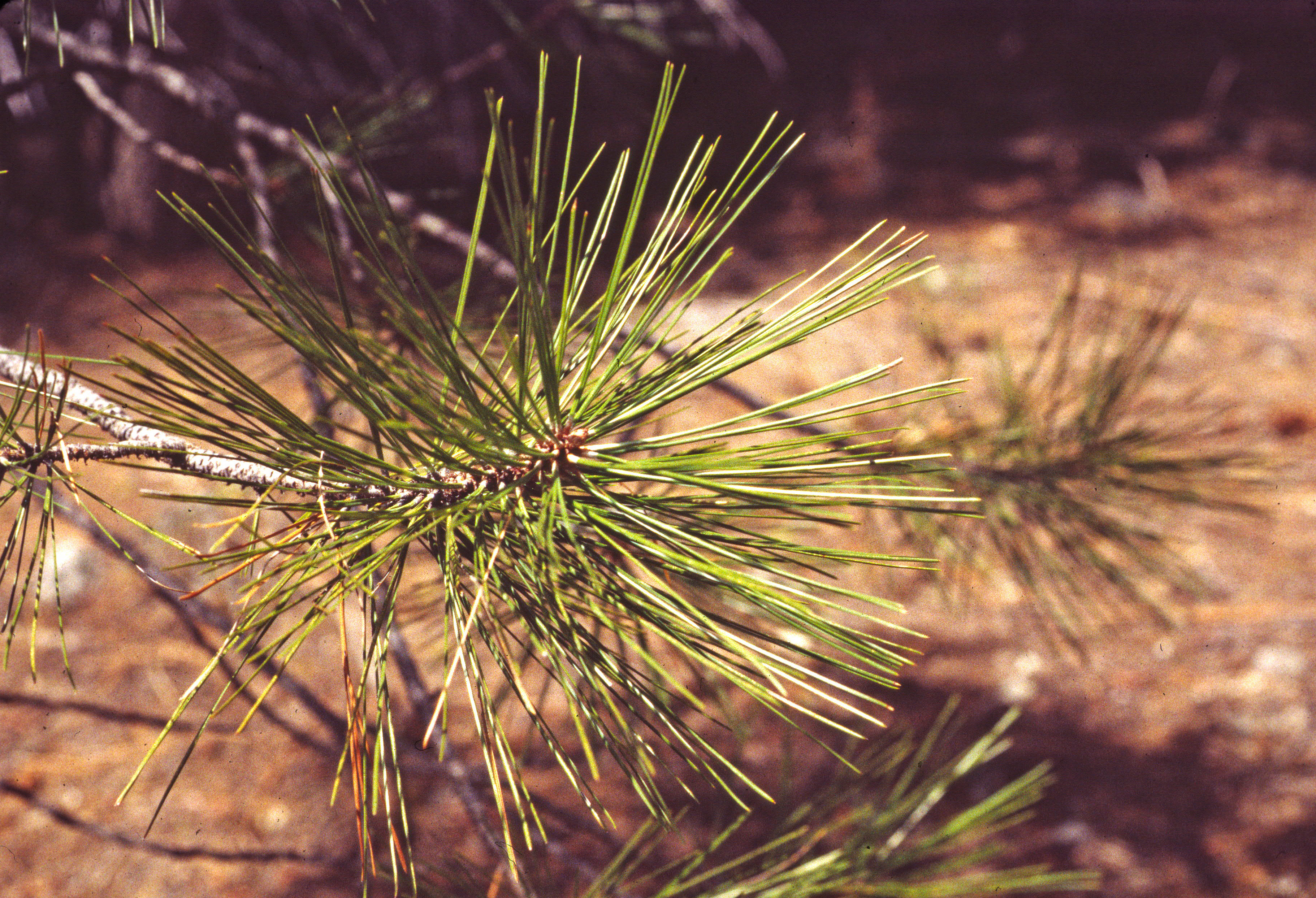 Horticultural Highlight: Jeffrey pine, Pinus jeffreyi | Mount Auburn ...