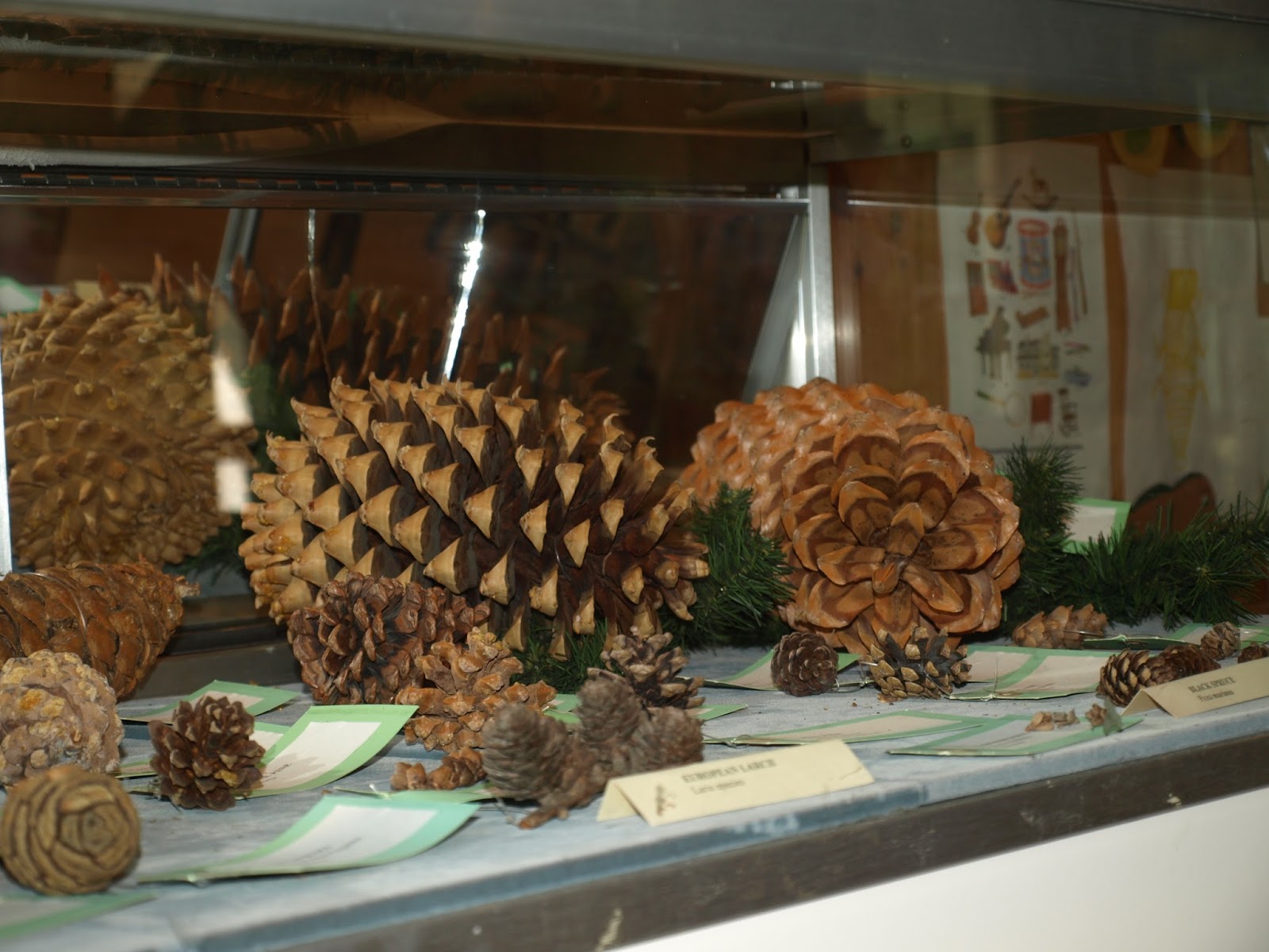Why Are There So Many Pine Cones This Year?