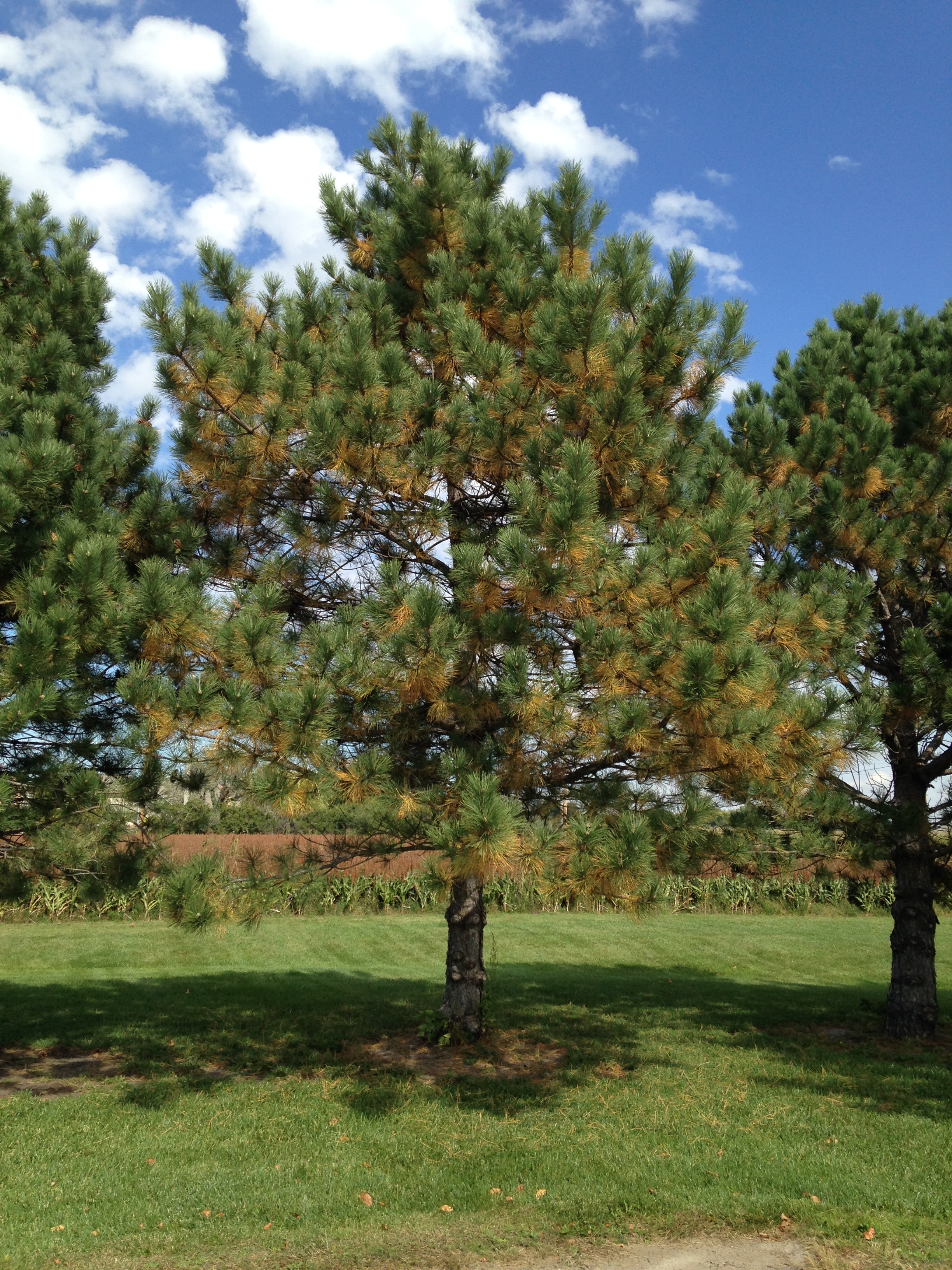 Yellow Needles in Pine | Husker Hort