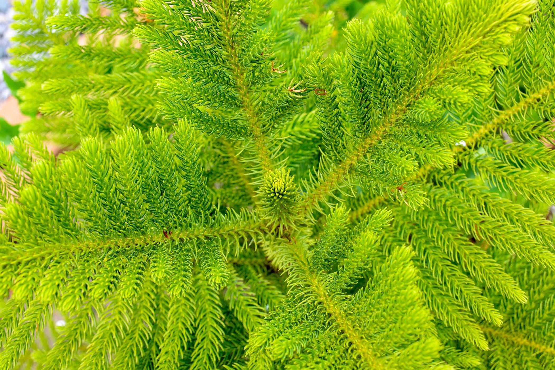 Norfolk Island Pine Poisoning in Cats - Symptoms, Causes, Diagnosis ...