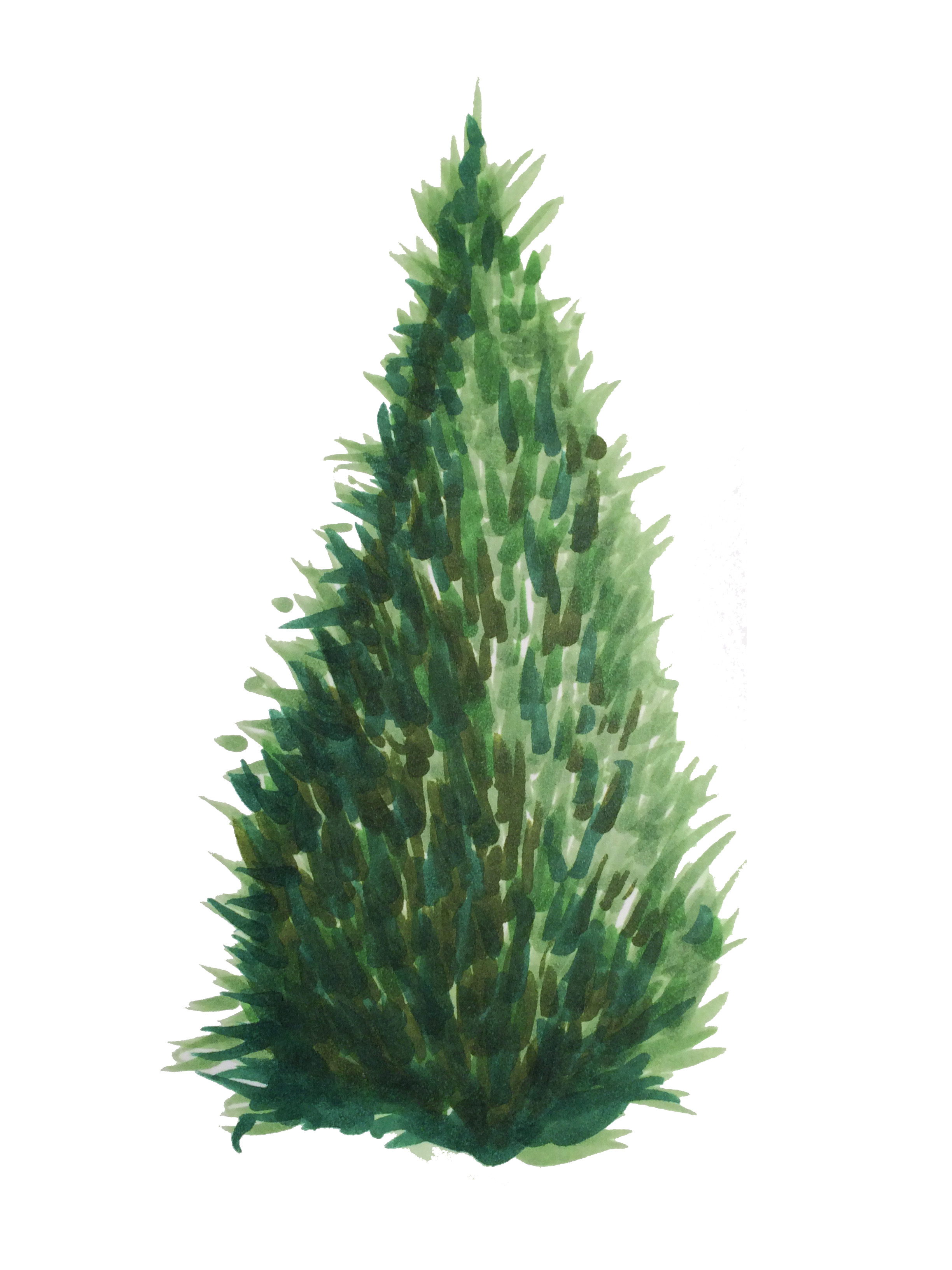 Simple Pine Tree Drawing at GetDrawings.com | Free for personal use ...
