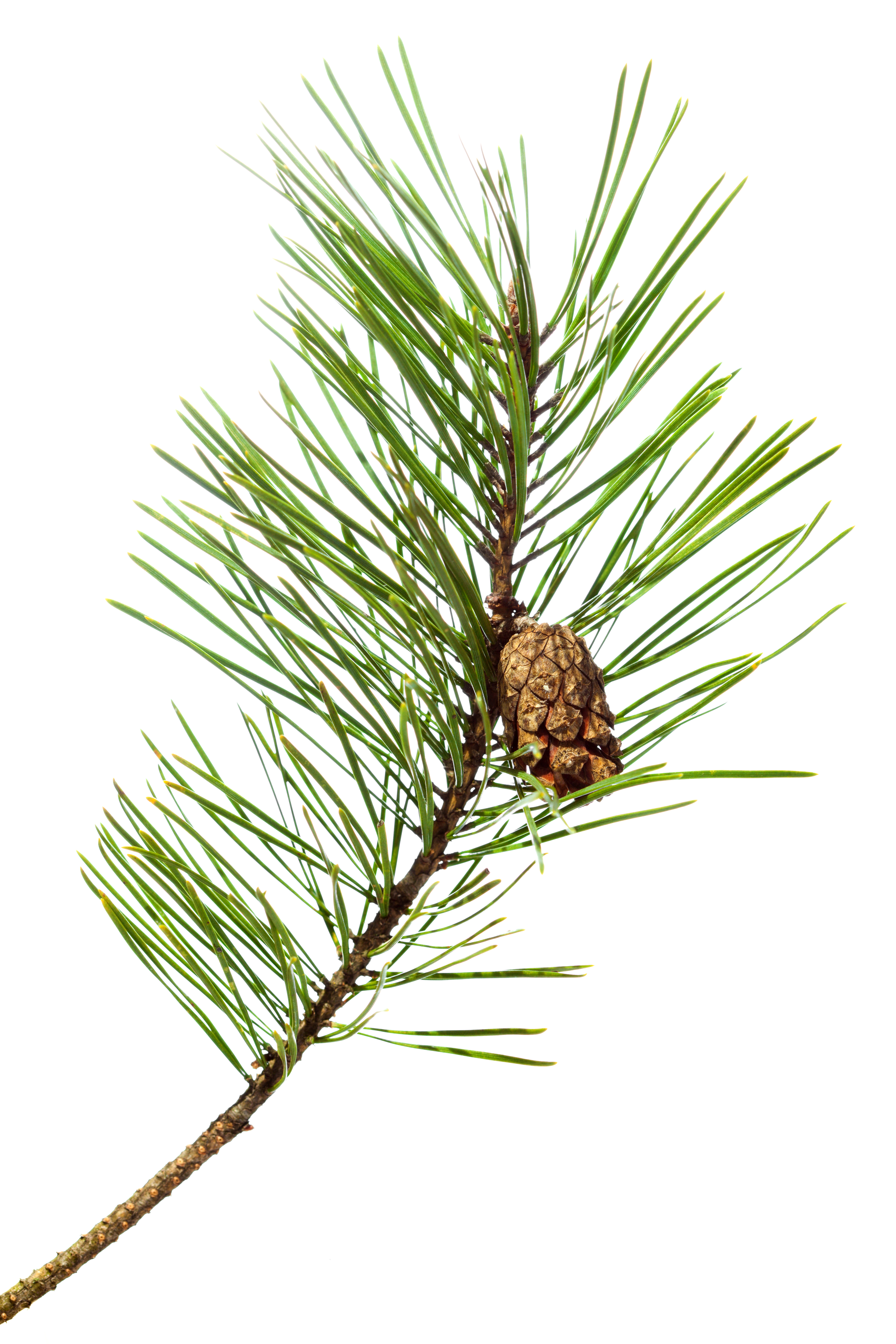 Pine Herbal Monograph - Natural Herbal Living Magazine