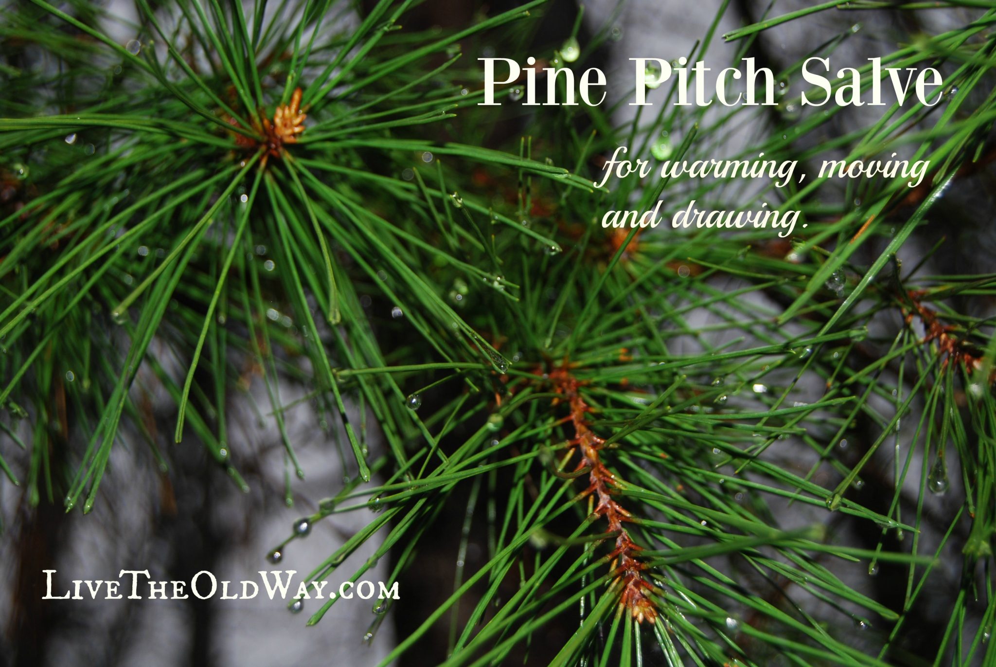 Pine Resin Drawing Salve – Live The Old Way