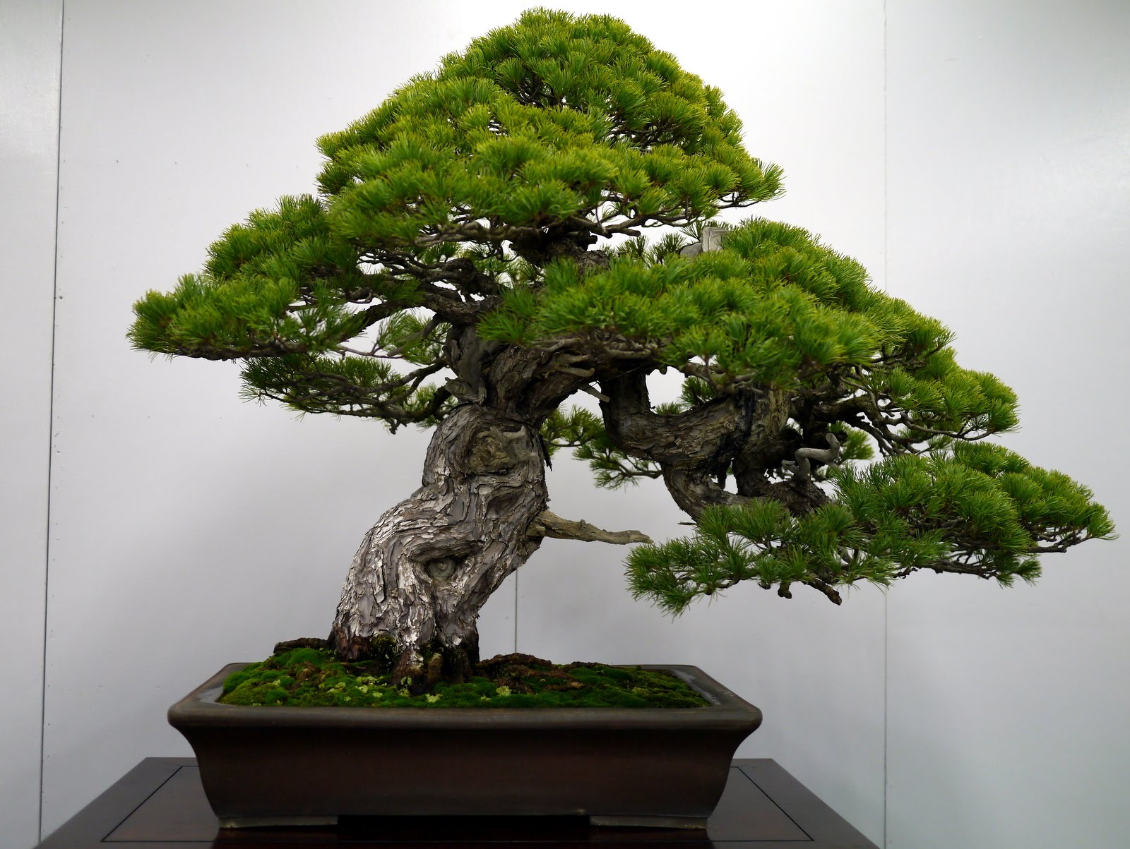 Pine bonsai tree photo