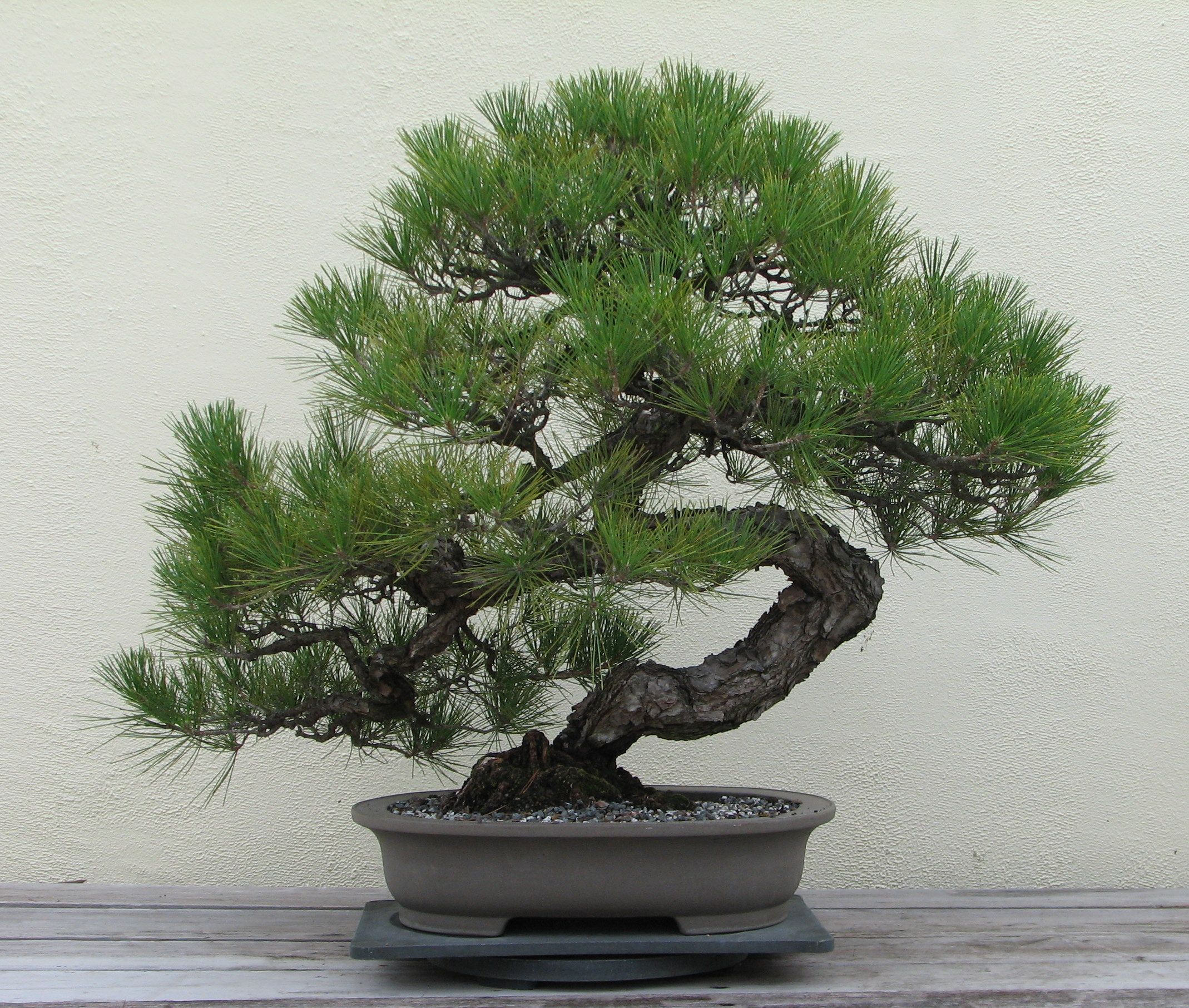 Japanese black pine tree - Pinus T. - bonsai plant | Bonsai, Black ...