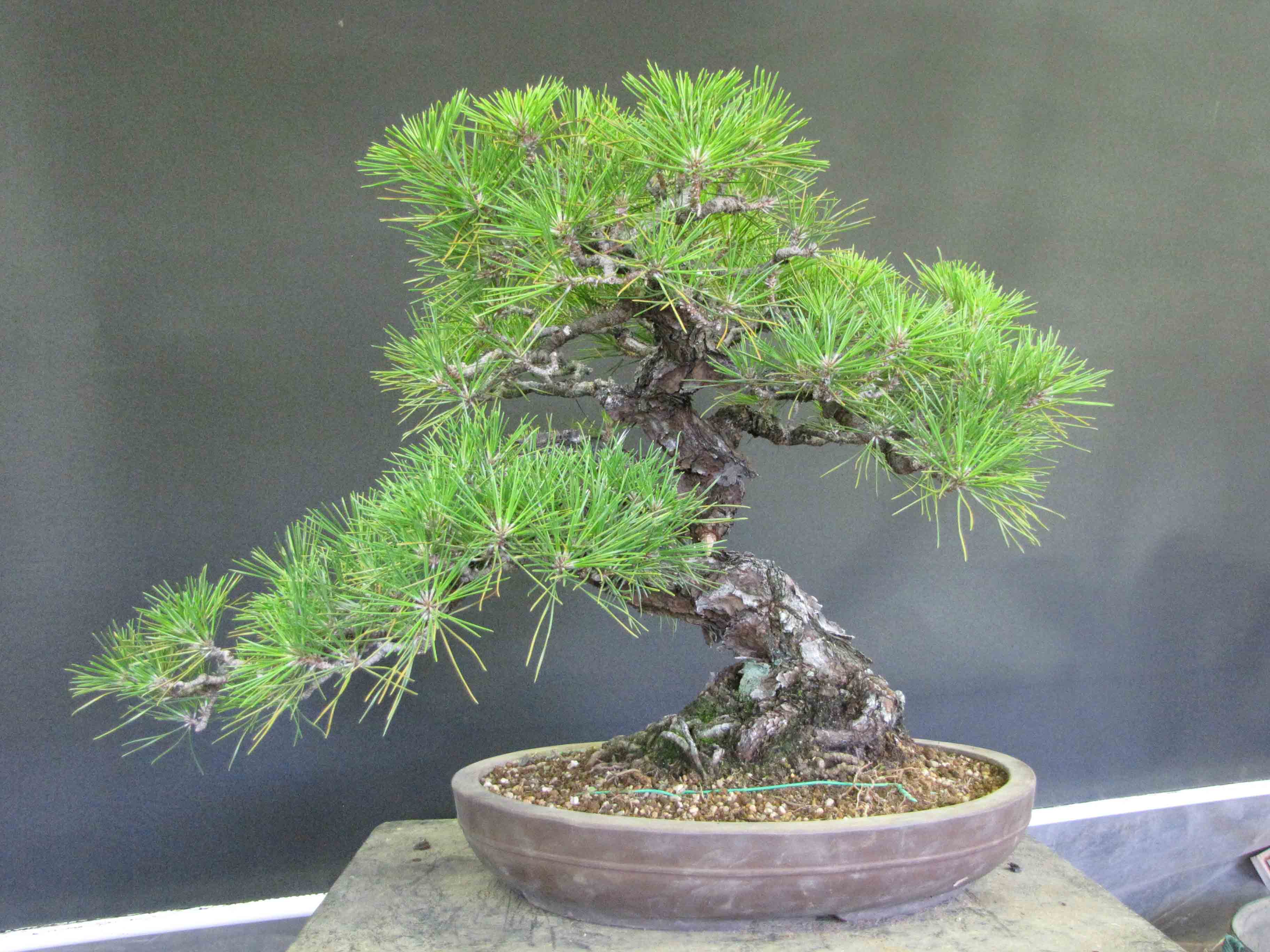 Black Pine | Peter Tea Bonsai