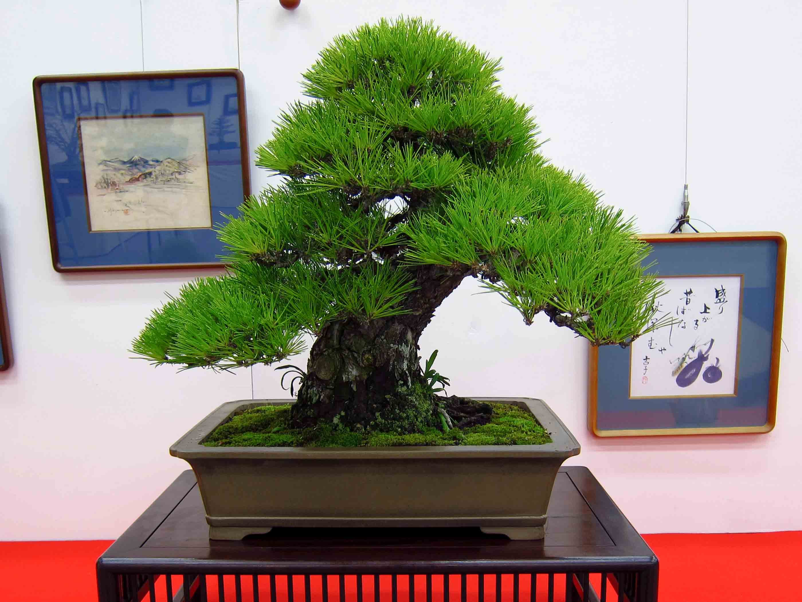 Japanese Black Pine Bonsai Tree - YouTube