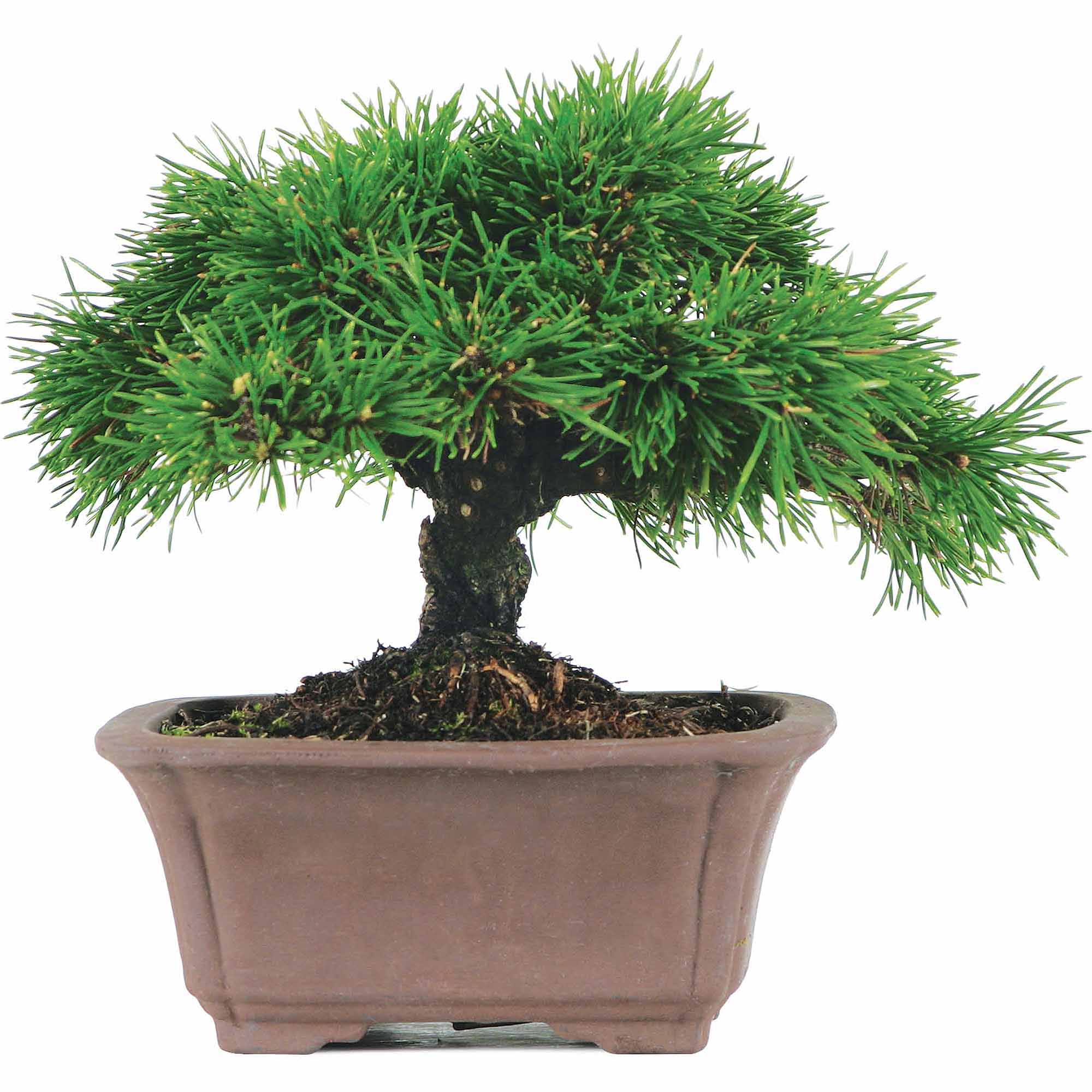 Mugo Pine Bonsai Tree - Walmart.com