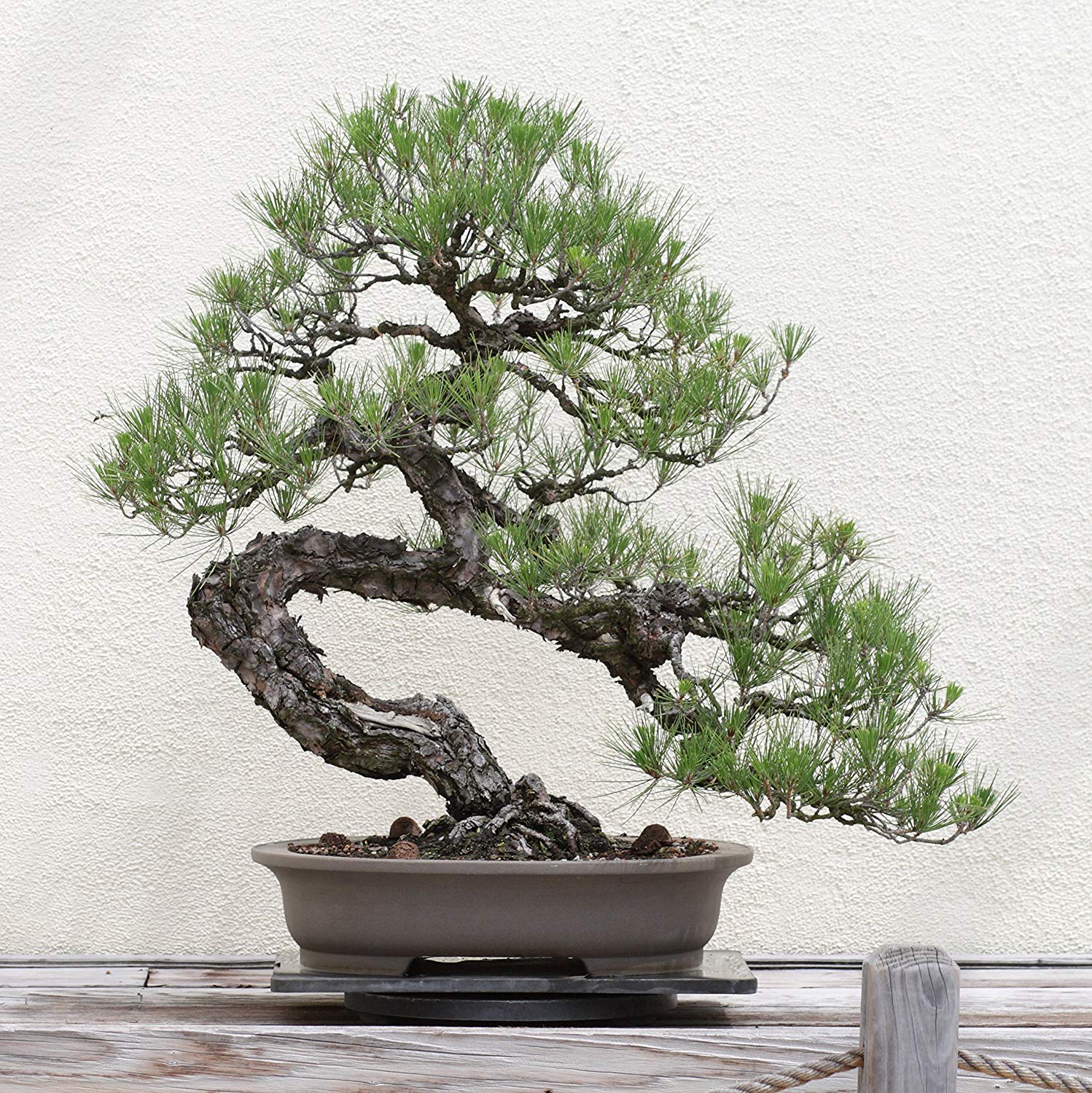 Amazon.com: The Jonsteen Company Japanese Black Pine | Live Tree ...