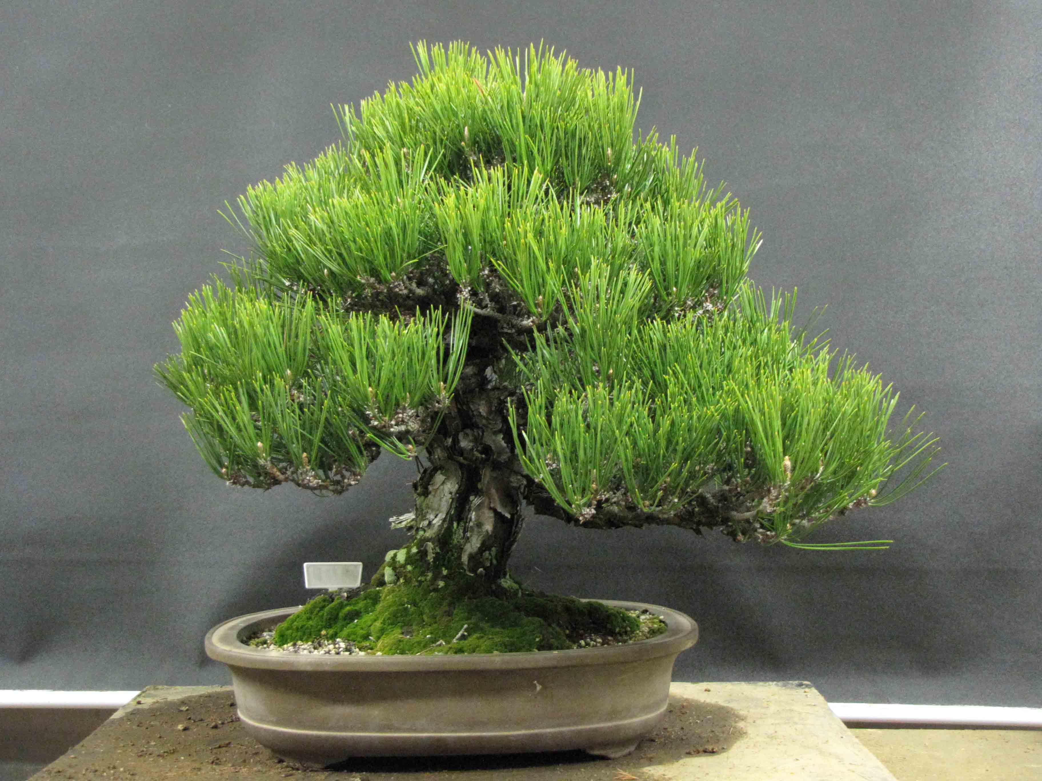 Defoliating Black Pines | Peter Tea Bonsai