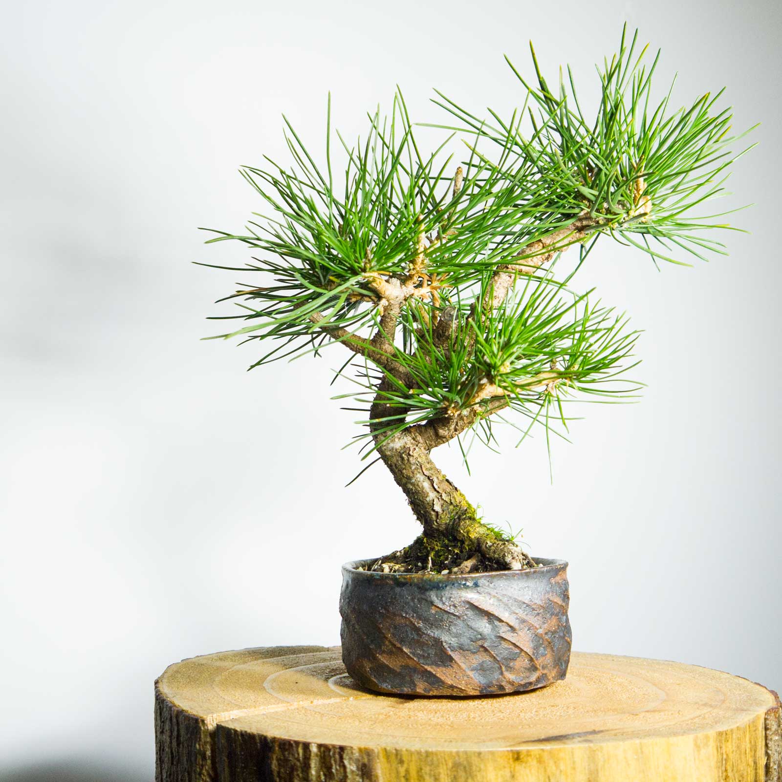 Bonsai-Tree-Shohin-Japanese-Black-Pine-365-Bonsai-Warehouse-Main ...