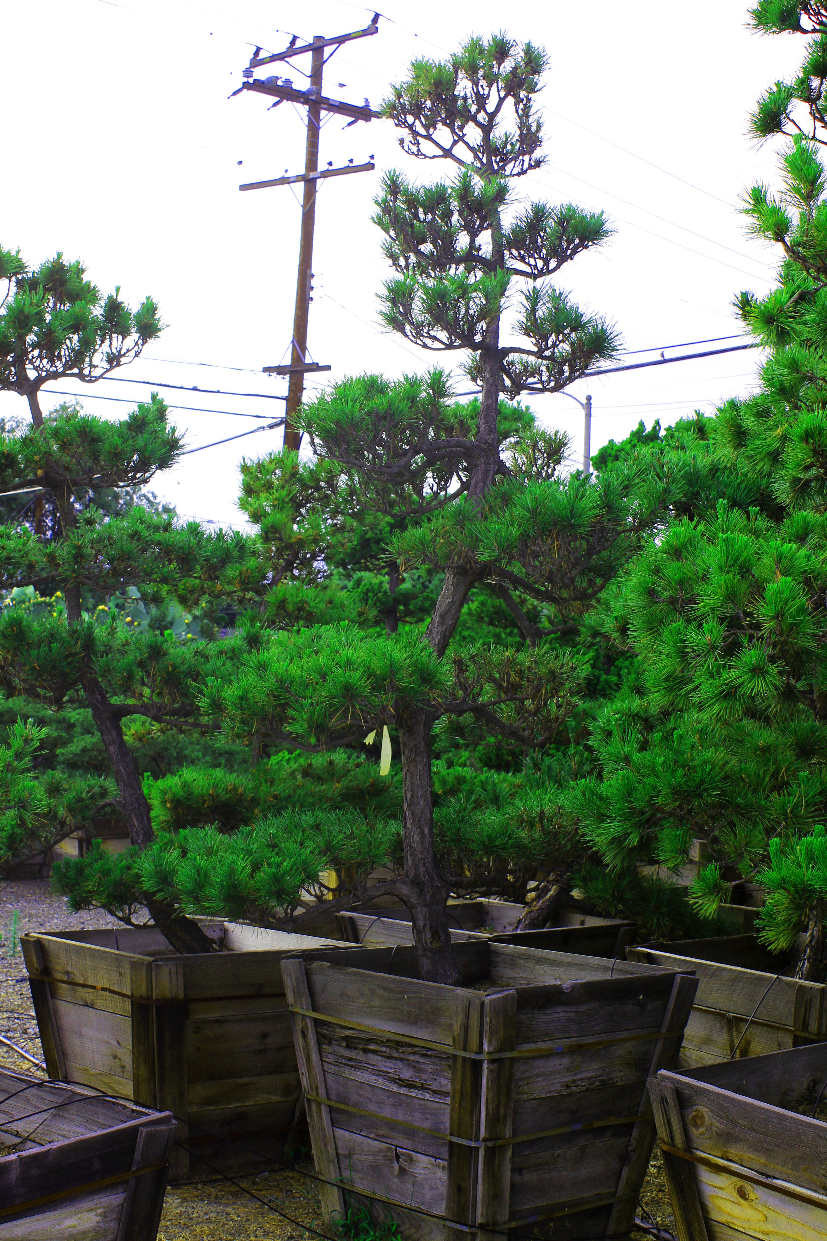 Japanese Black Pine Garden Bonsai Tree - 24