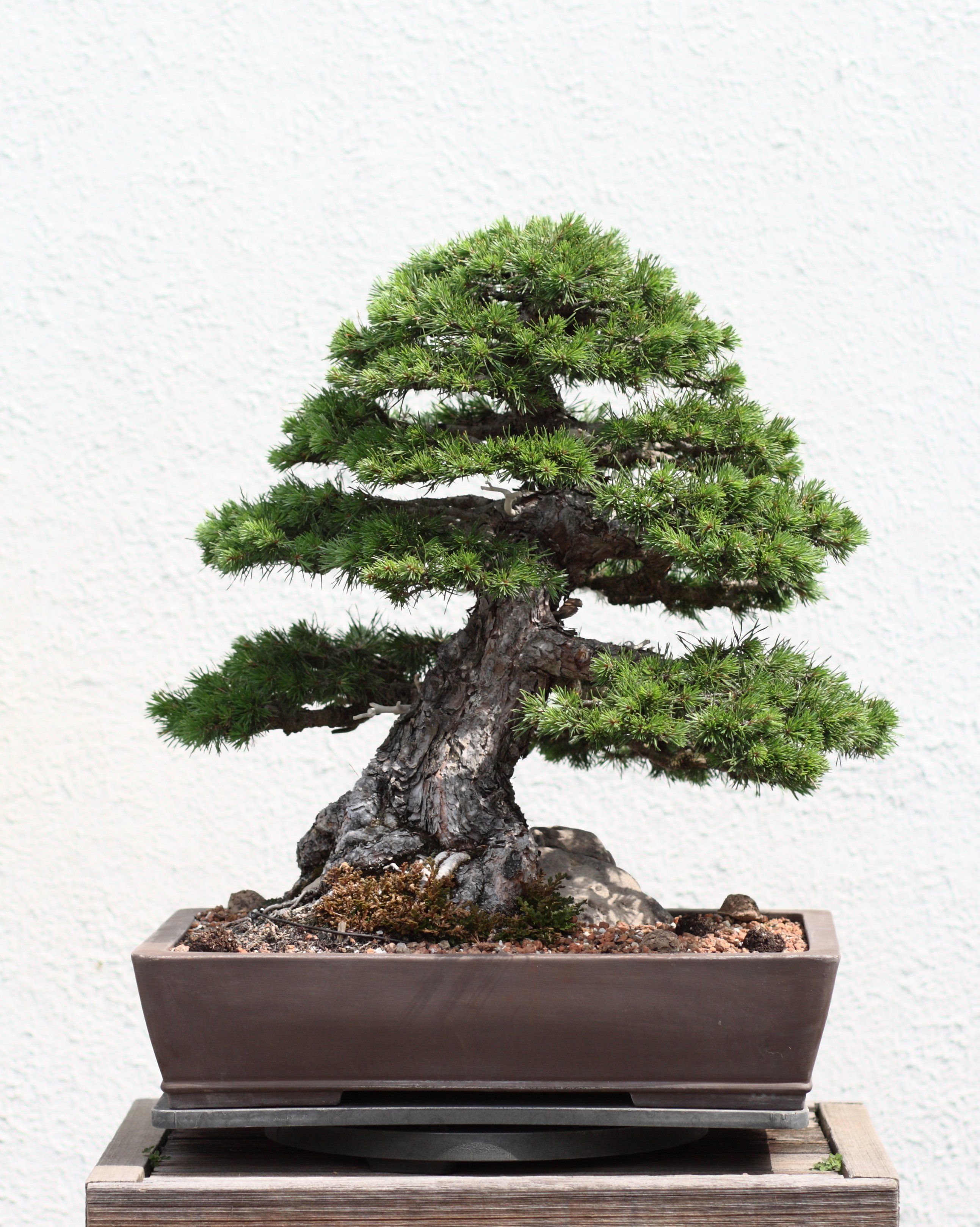 Pine Bonsai Trees | Pine bonsai, Bonsai and Tree garden
