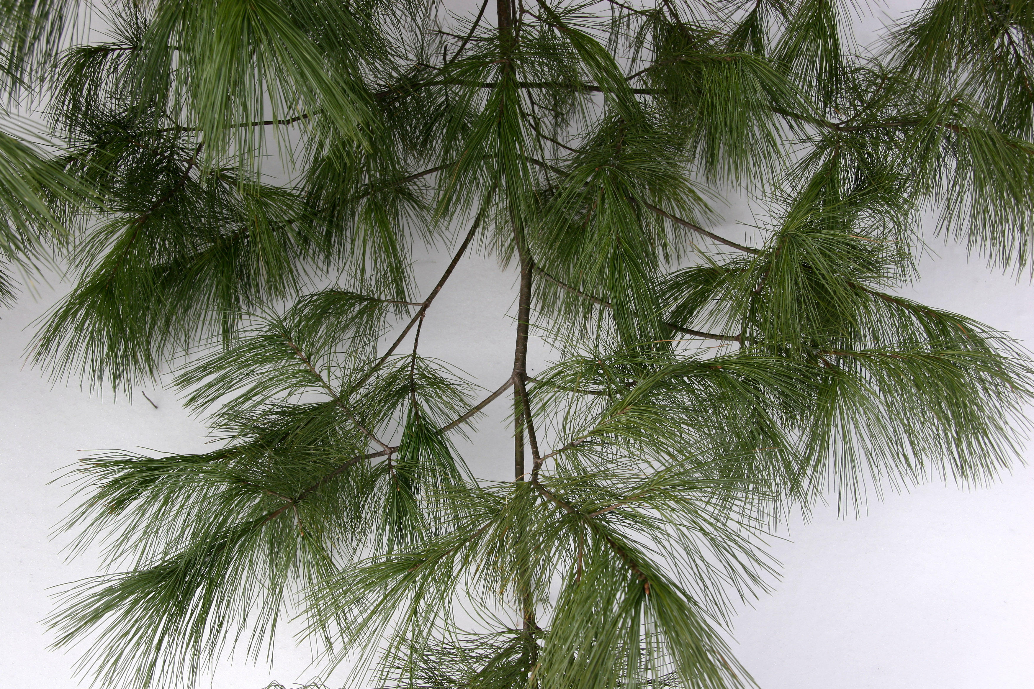 Long Needle Pine Branch with Snow Background photo - Hubert Steed ...