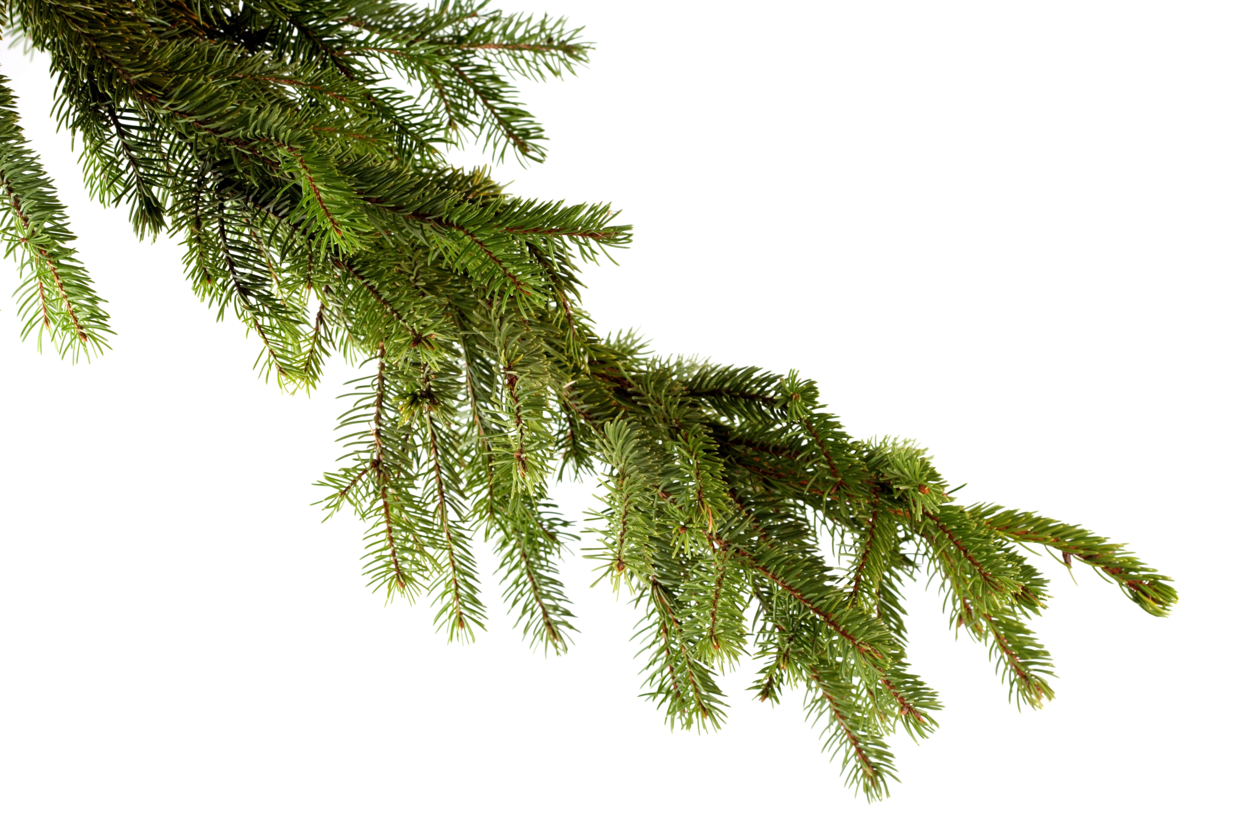 Pine branch on white background - Southside Times