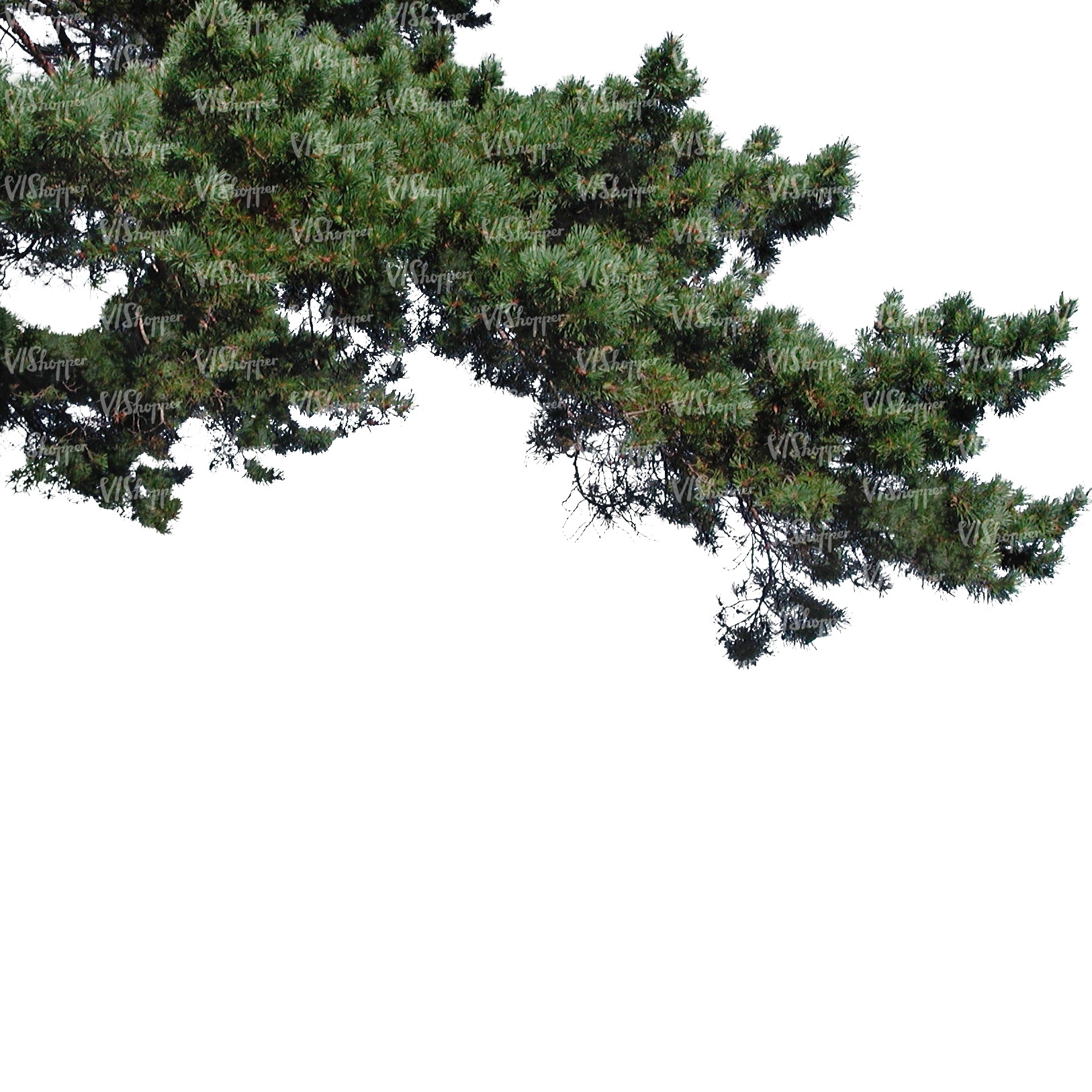 cut out thick pine branch - cut out trees and plants - VIShopper