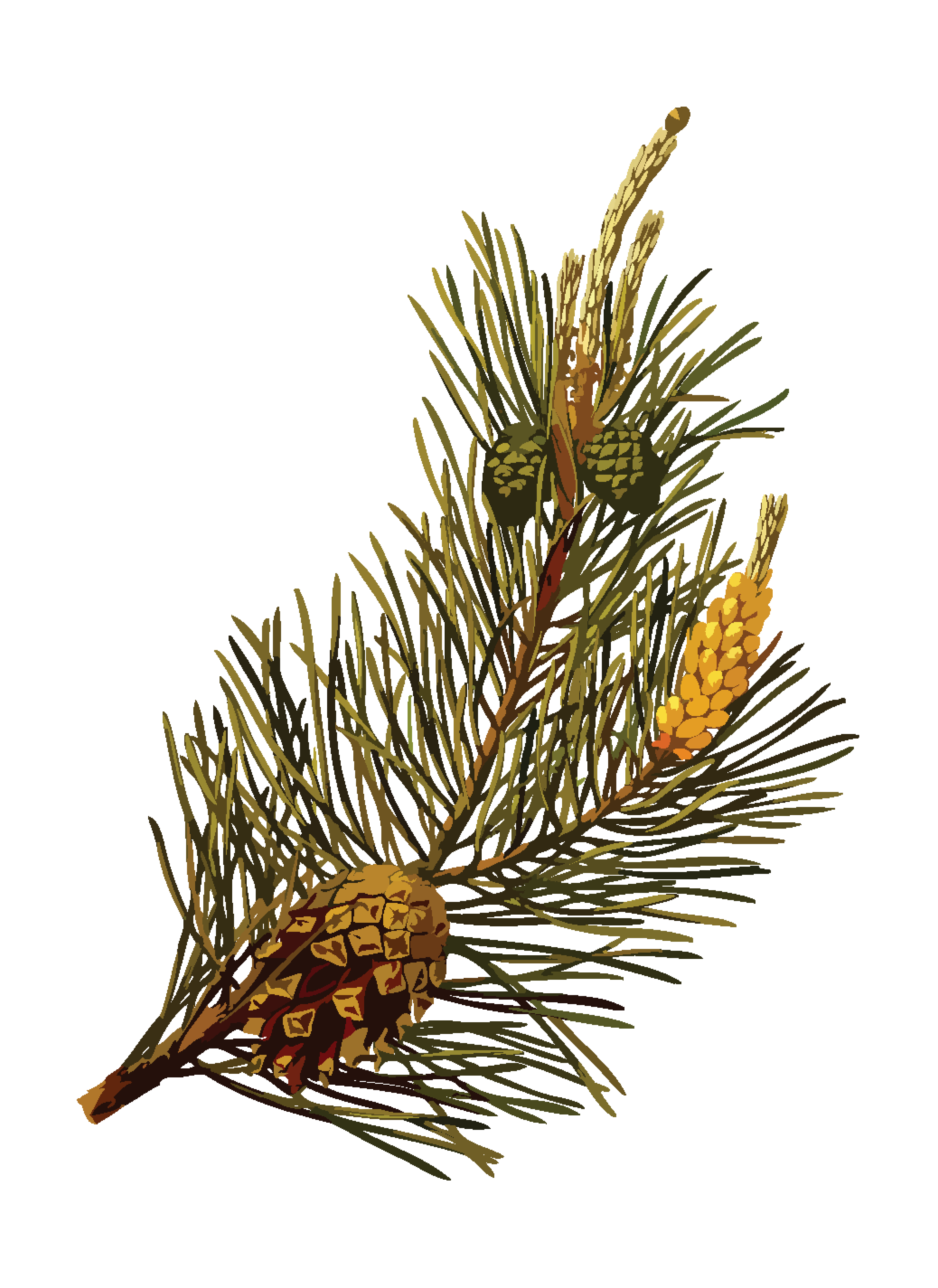 Free Clipart Of A pine branch