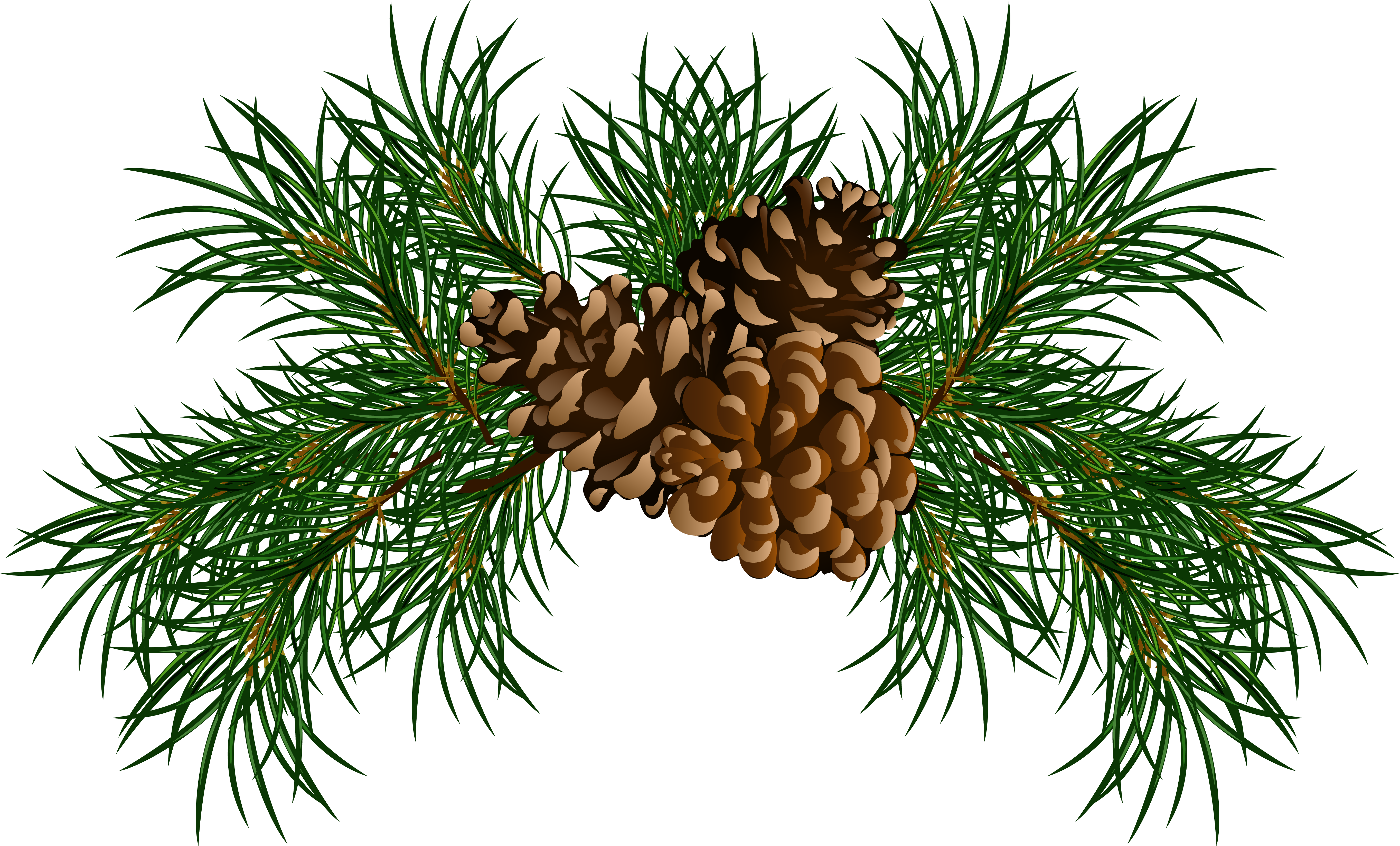 Pine Branches with Pine Cones PNG Picture | Gallery Yopriceville ...