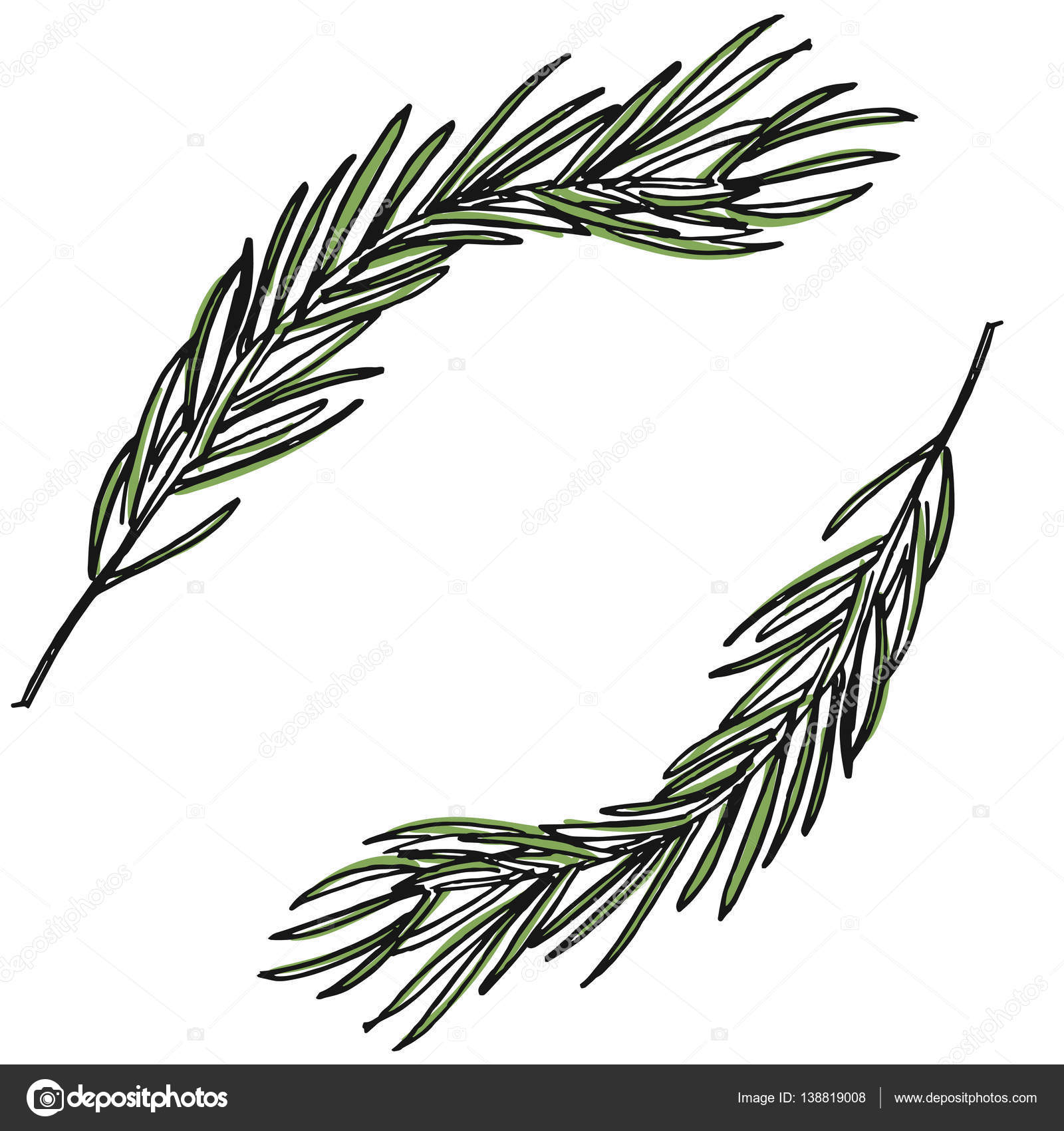 Botanical illustration with pine branches, pine tree, hand drawn ...