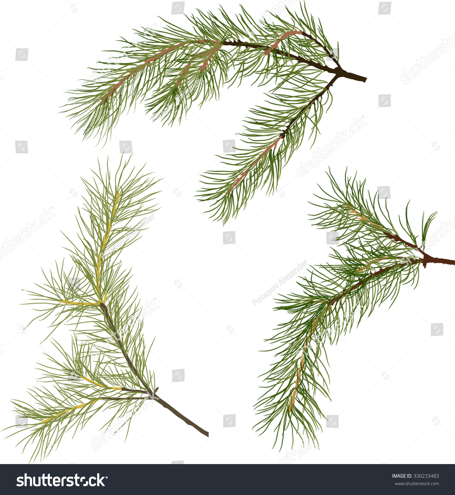 Illustration Pine Branches Isolated On White Stock Photo (Photo ...