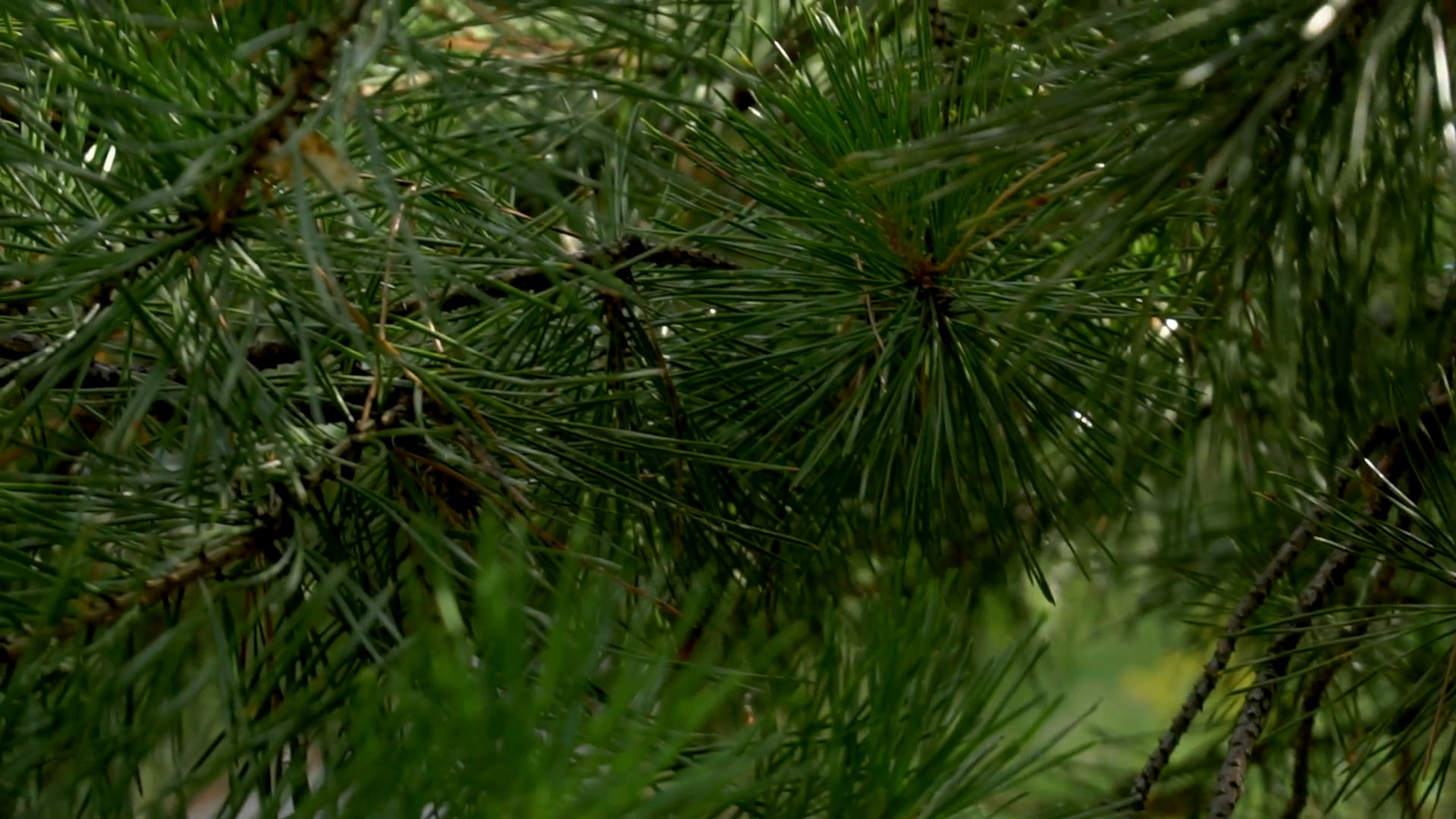 Pine tree with green pine branches needles background. Closeup ...