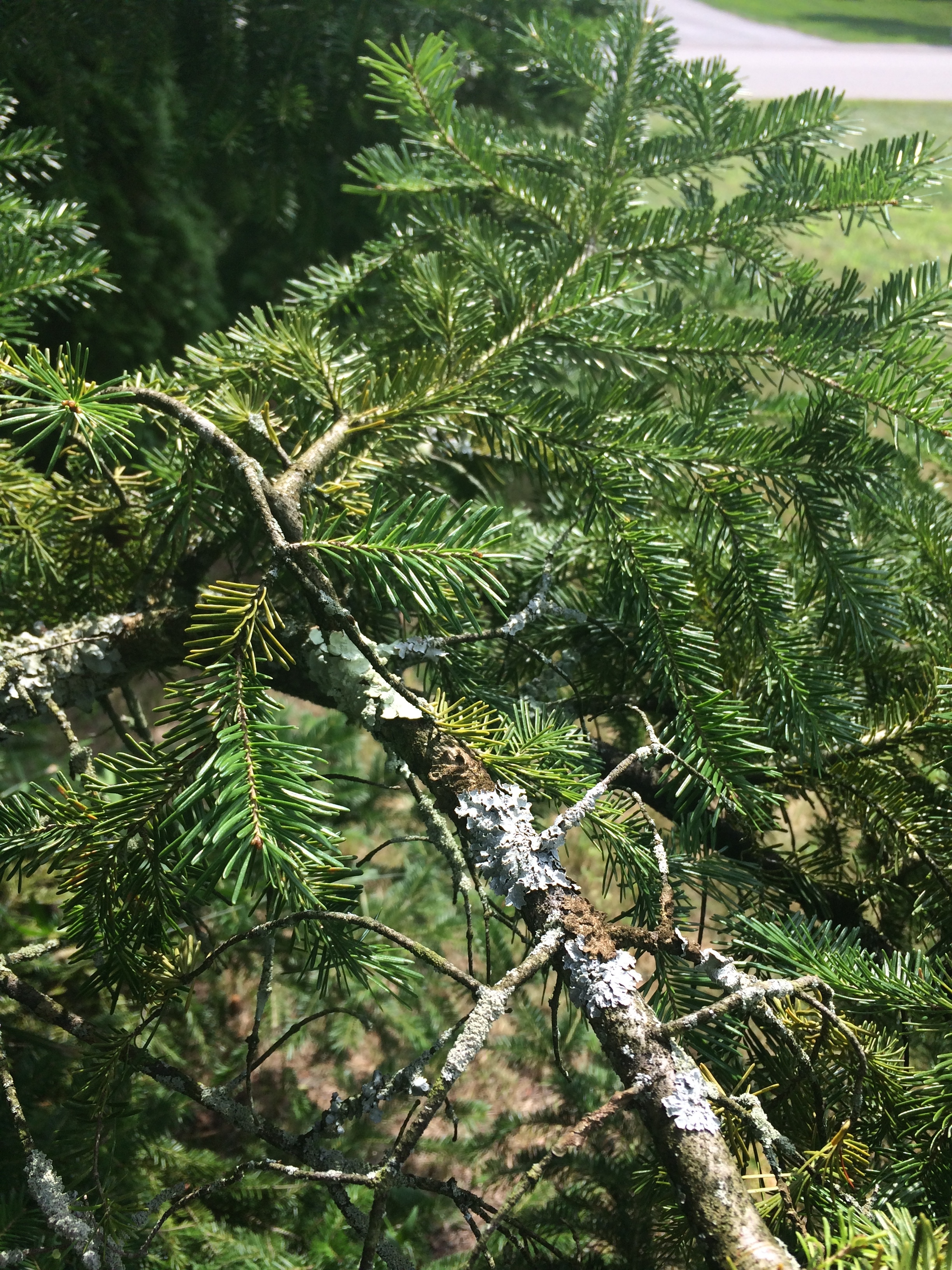 Strange growth on pine tree branches - Ask an Expert