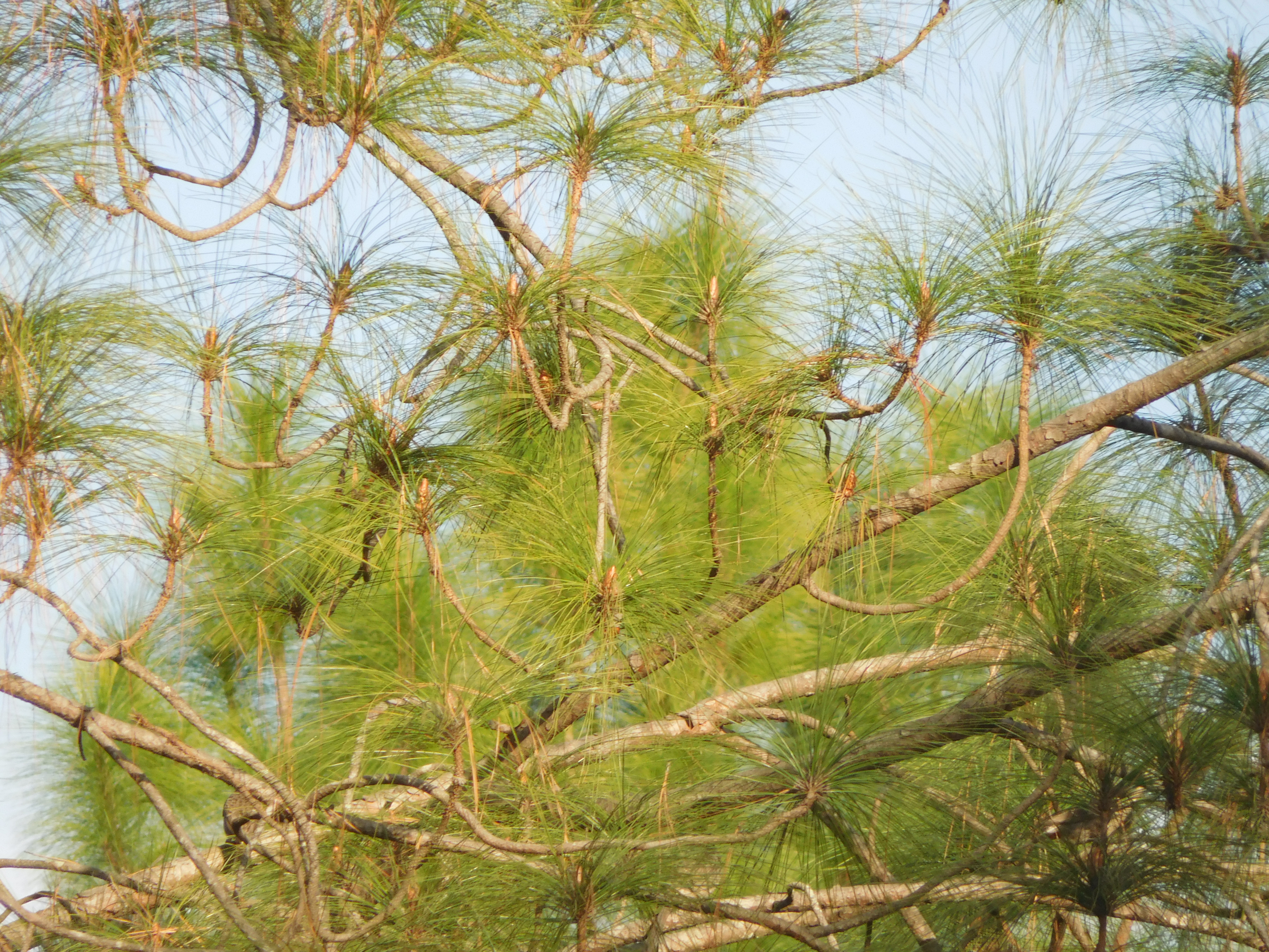 File:Branches of pine tree.jpg - Wikimedia Commons