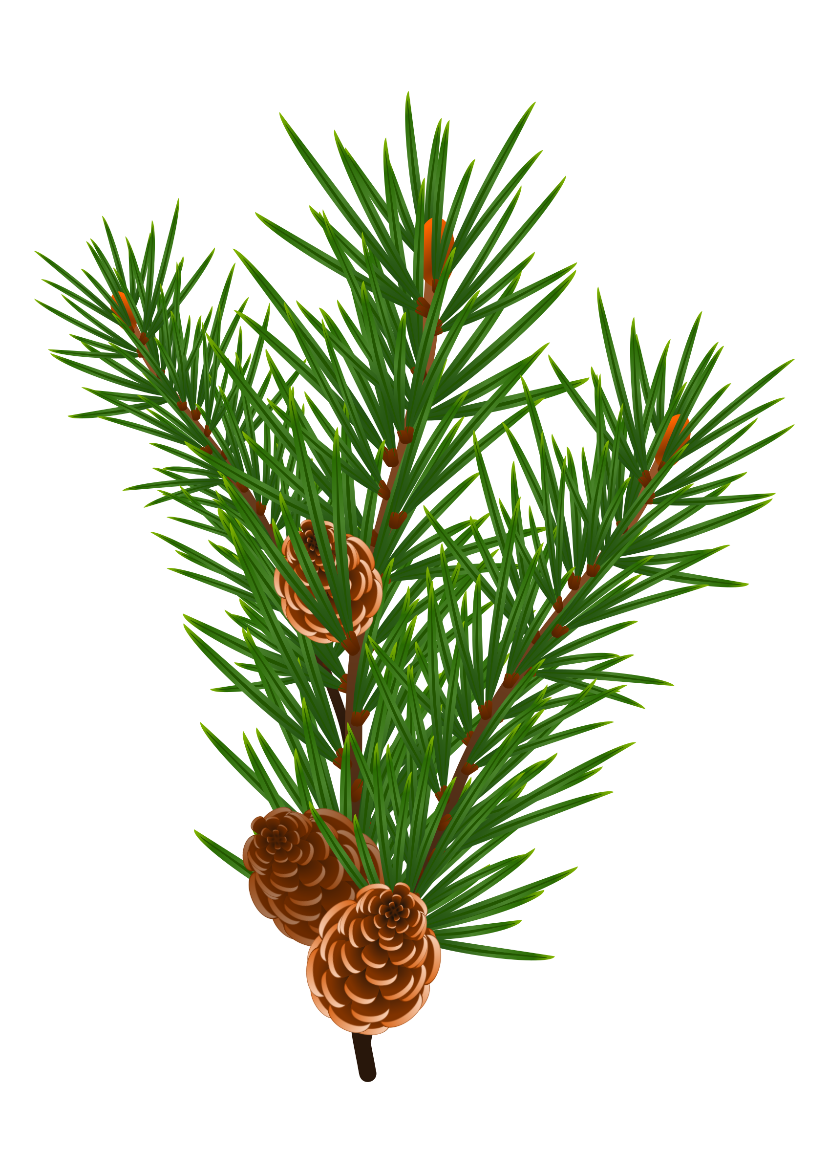 Pine Branch with Pine Cones Vector Clipart image - Free stock photo ...