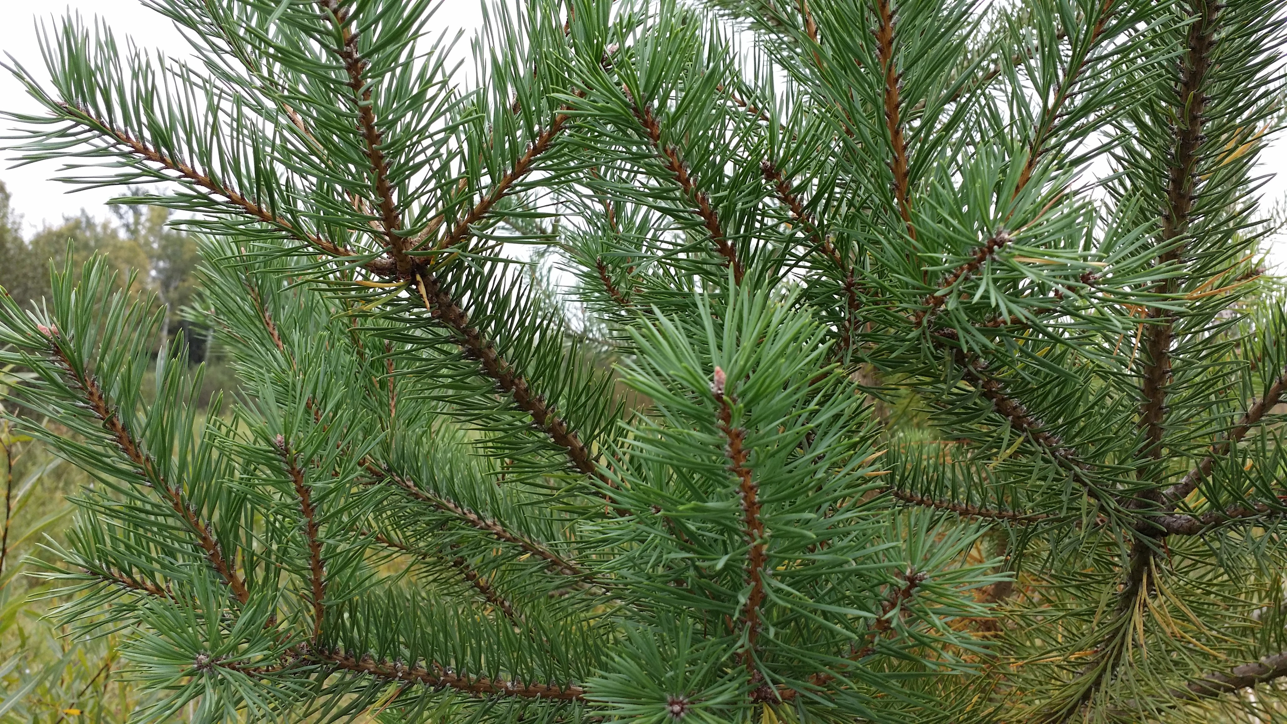 Scotch Pine Trees & Bare Root Seedlings for Sale | Cold Stream Farm