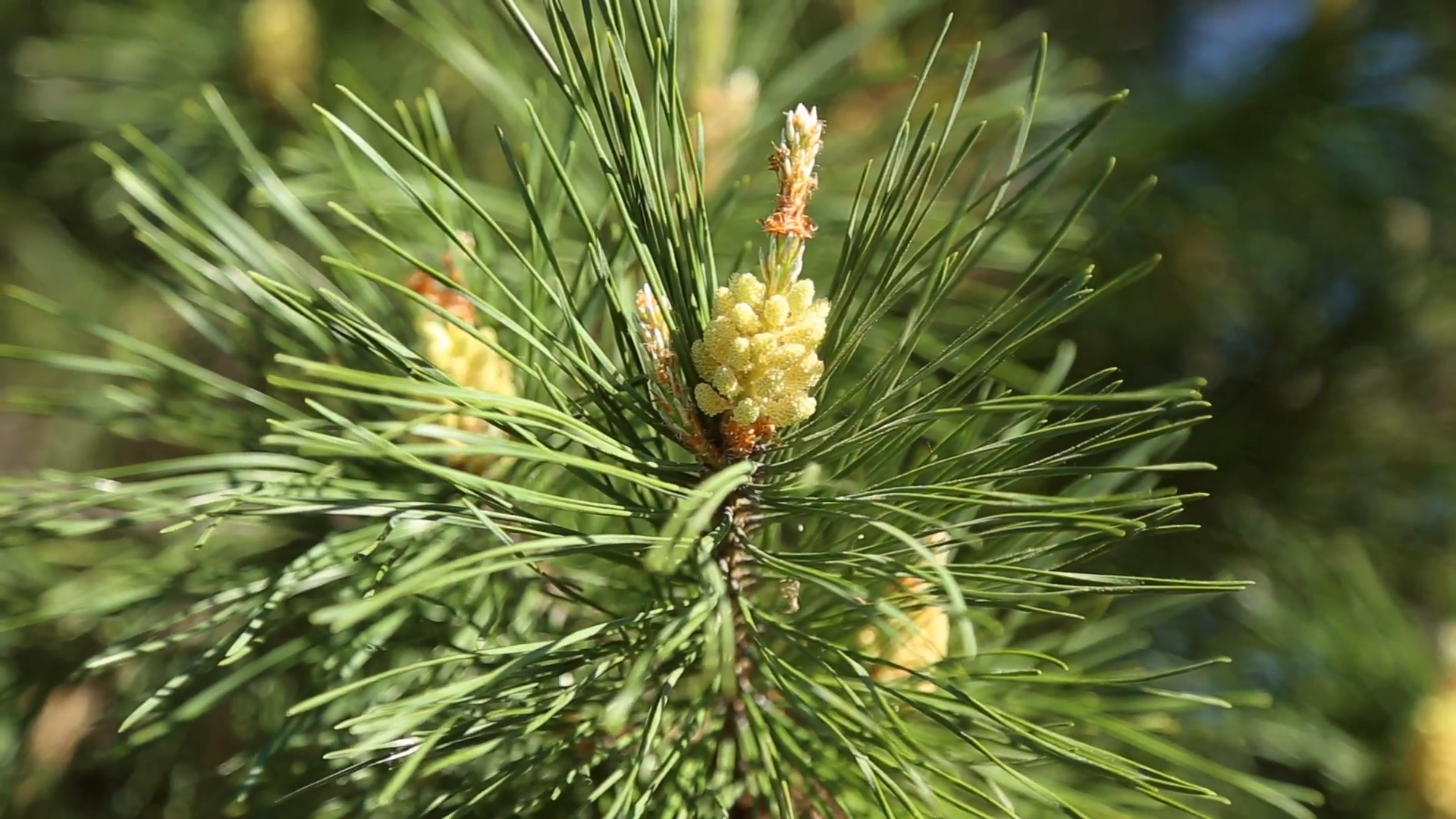 Young growing cone on the pine, branches sway in the wind Stock ...