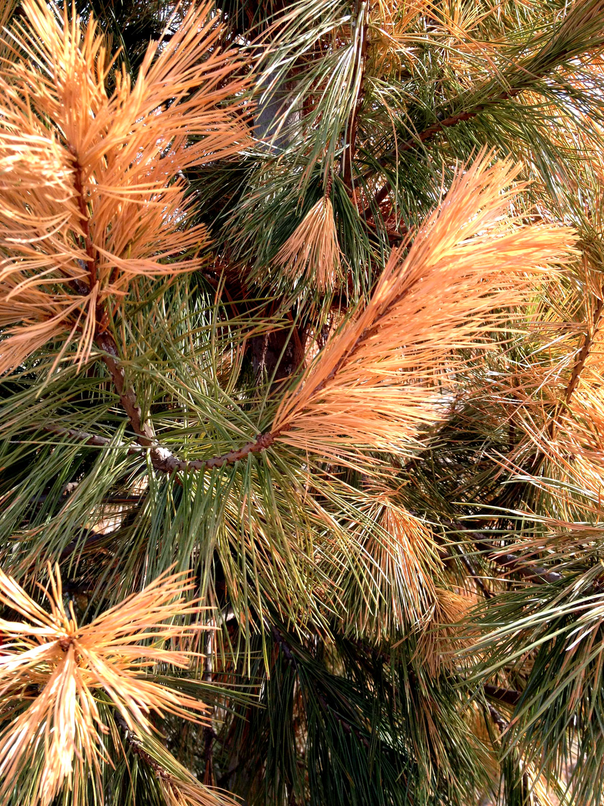 Are your evergreens looking yellow or brown? This might be why ...
