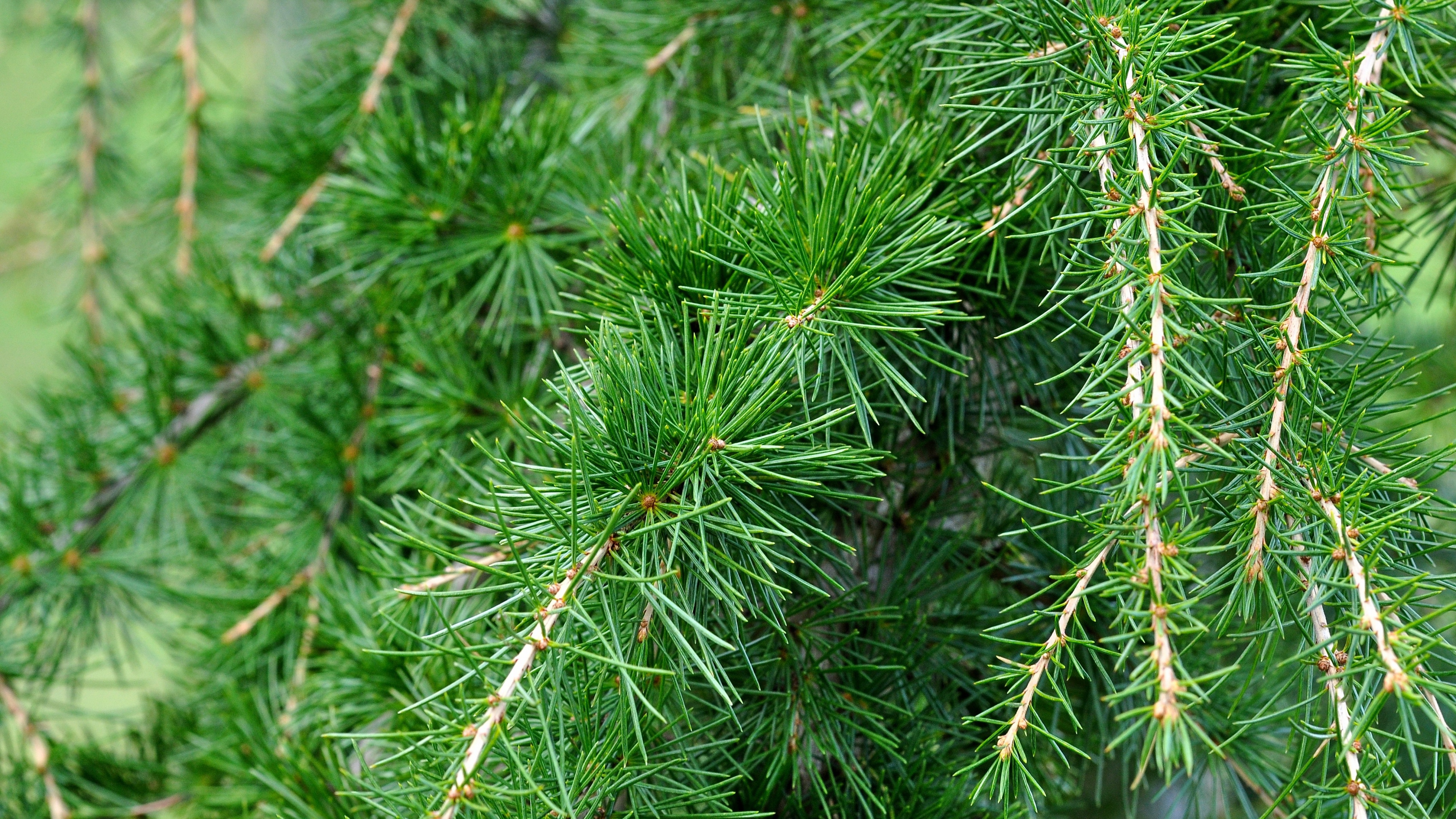 Spruce pine branches needles 4k 3840×2160 | Wallpapers 4K 5K 8K